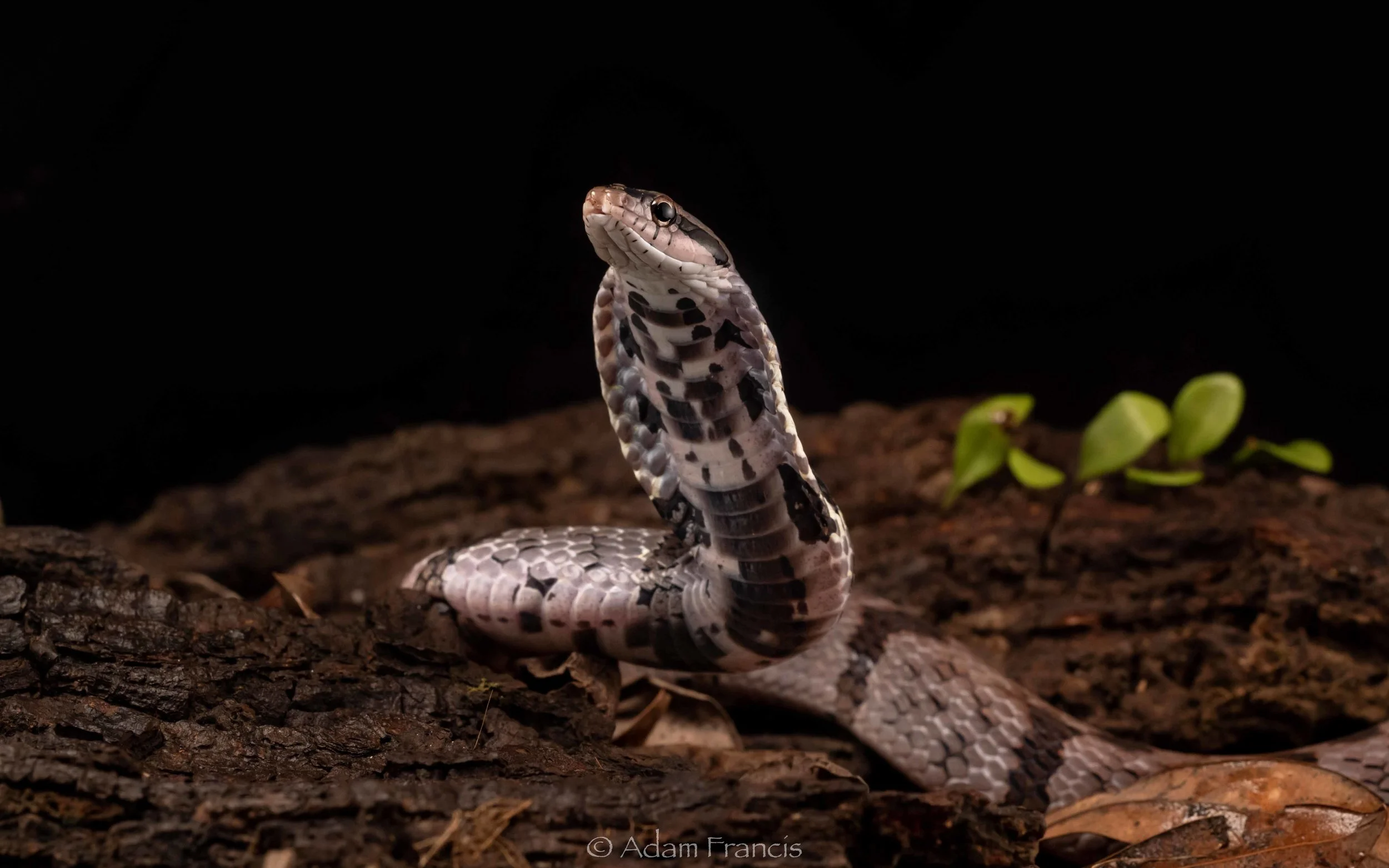 Bamboo False Cobra - Pseudoxenodon bambusicola-20.jpg