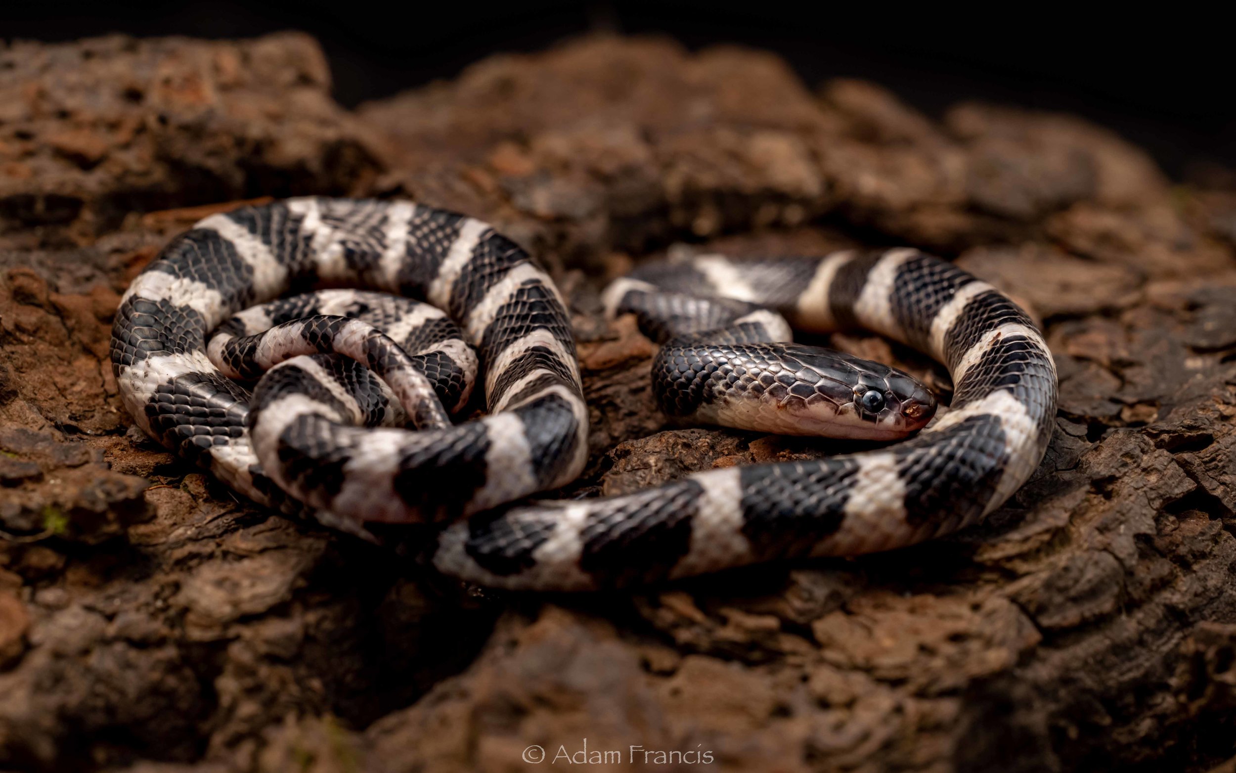 Many Banded Krait - Bungarus multicinctus
