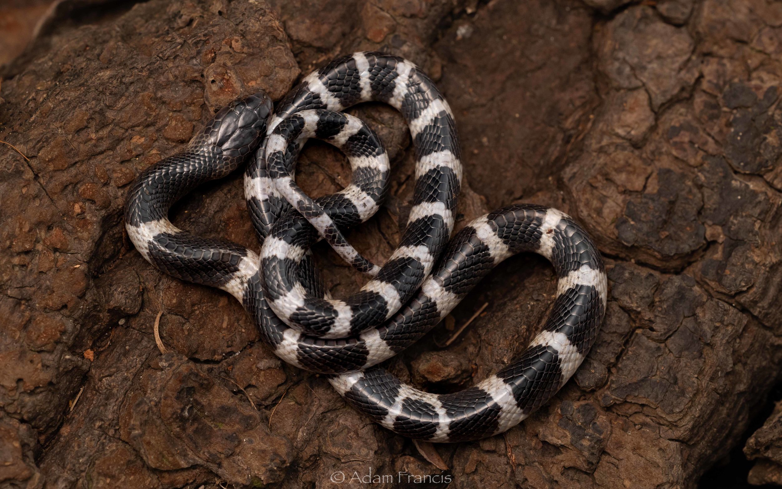 Many Banded Krait - Bungarus multicinctus/wonghaotingi