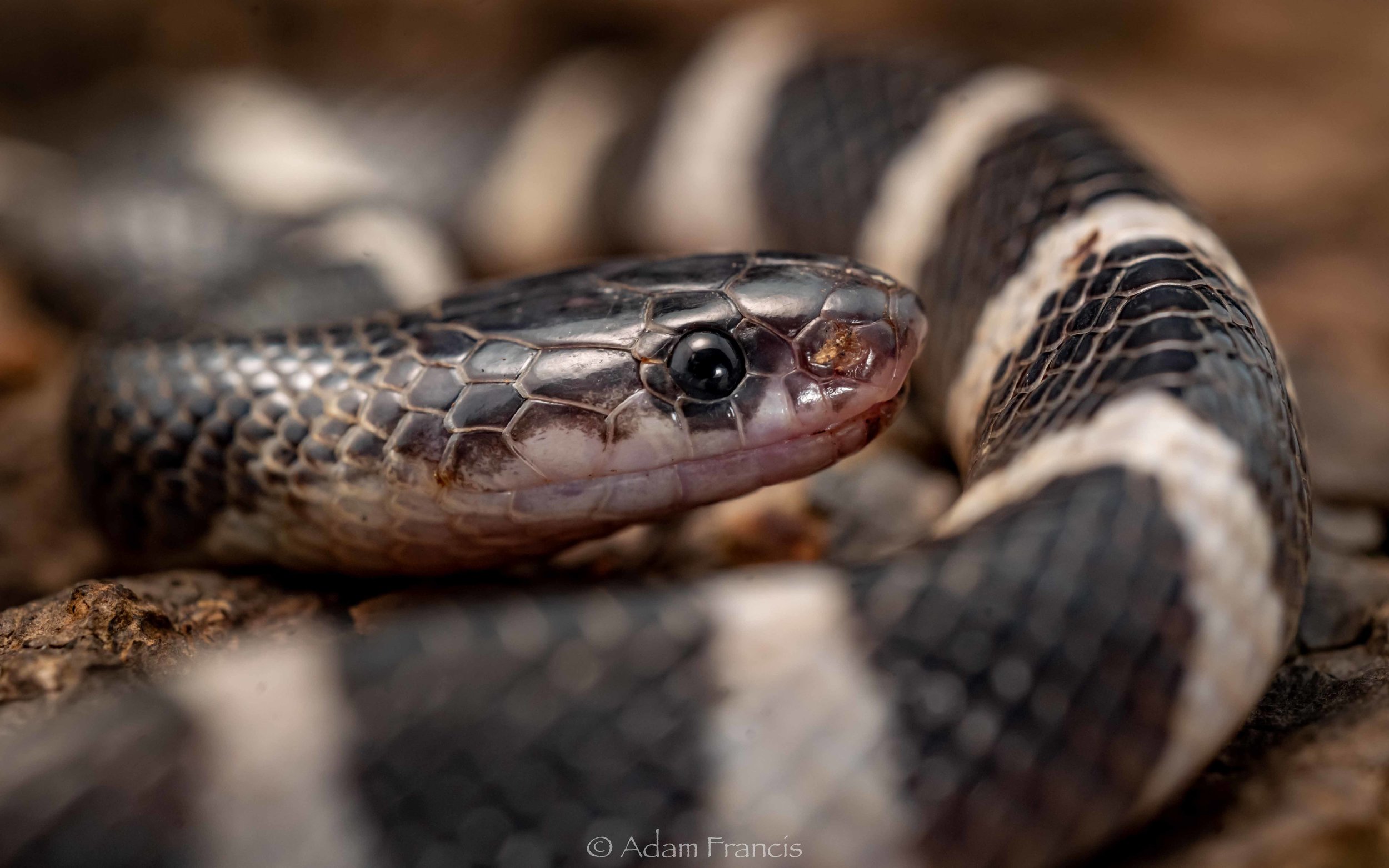 Many Banded Krait - Bungarus multicinctus/wonghaotingi