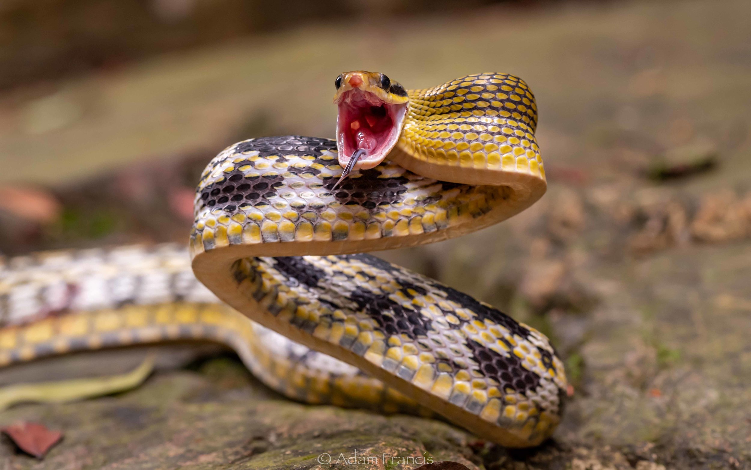 Beauty Rat Snake - Orthriophis taeniurus (Copy)