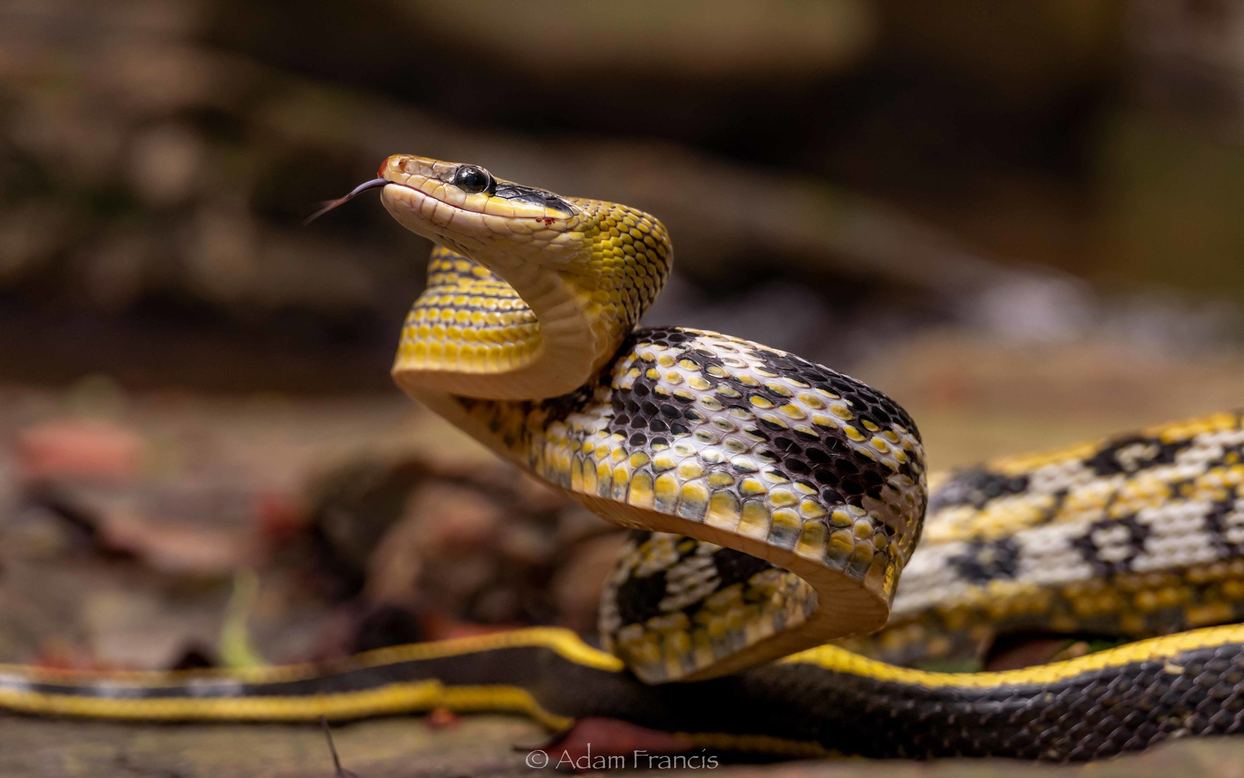 Beauty Rat Snake - Orthriophis taeniurus (Copy)