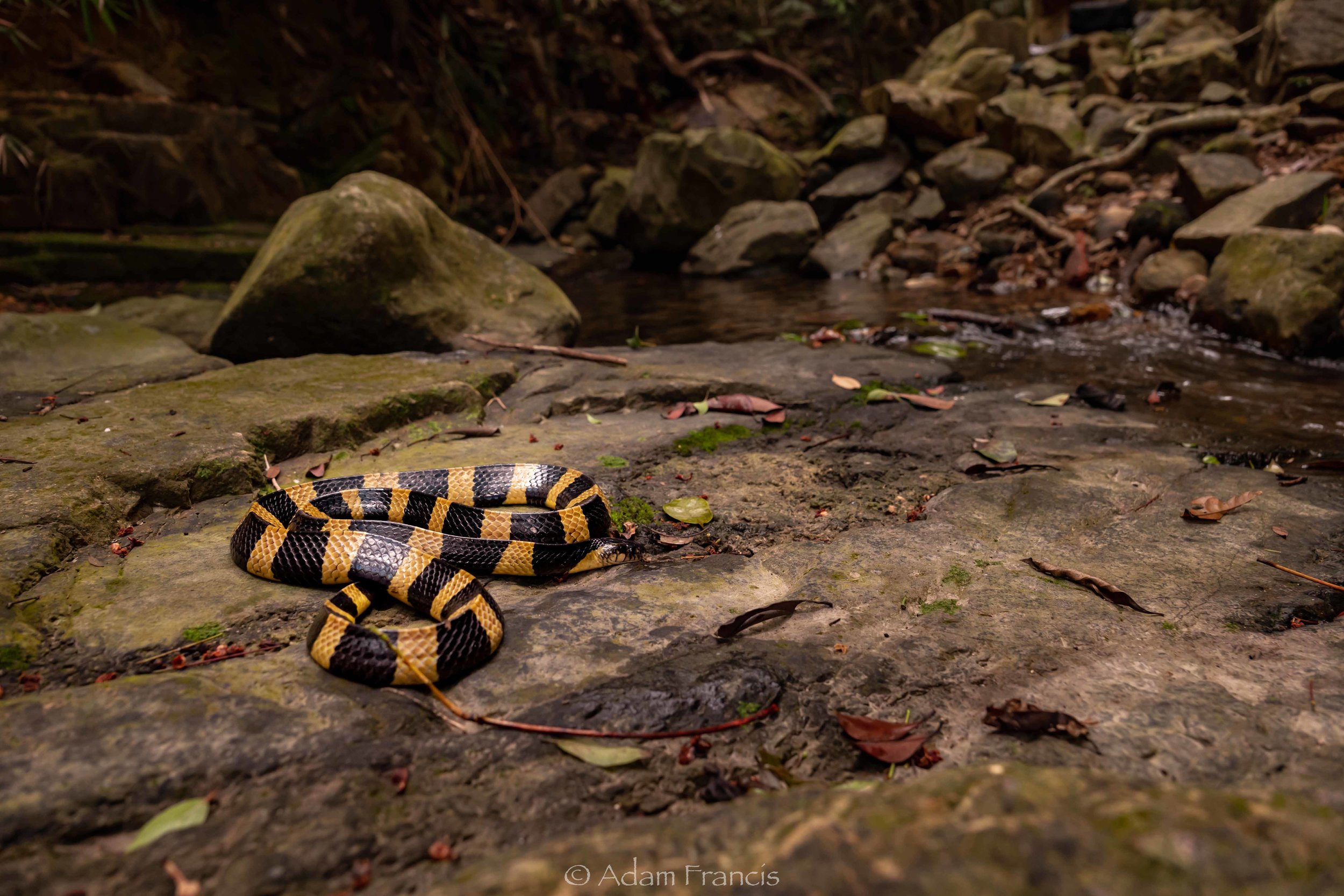 Banded Krait - Bungarus fasciatus