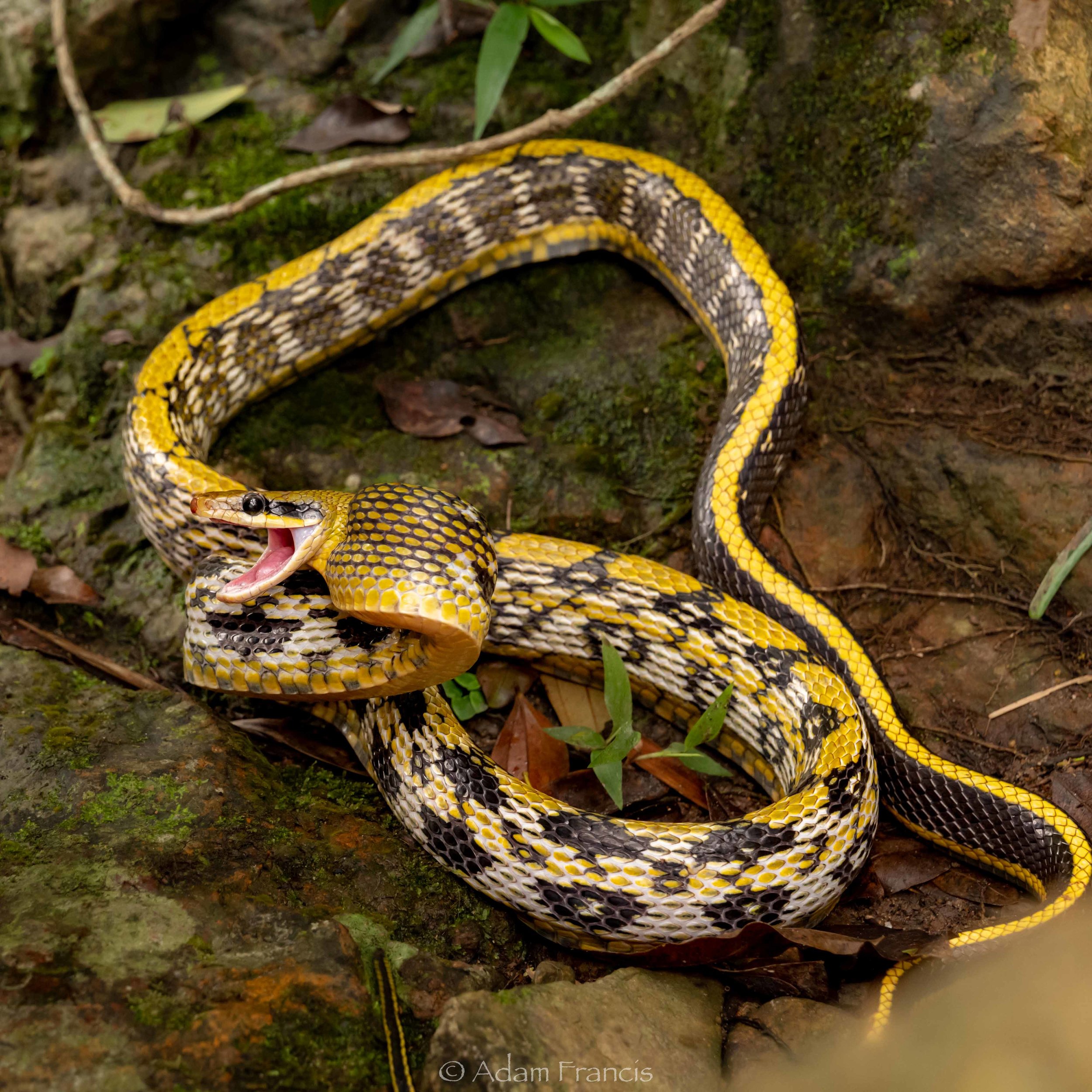 BEAUTY RAT SNAKE