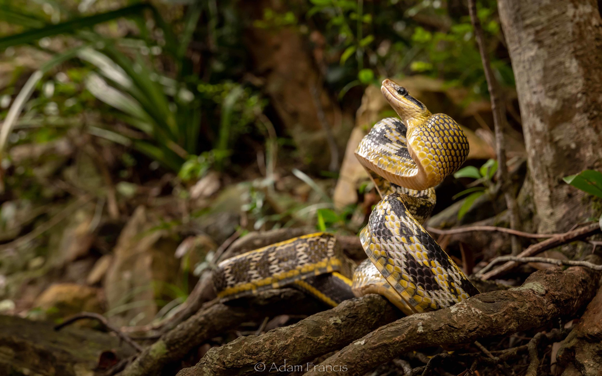 Beauty Rat Snake - Orthriophis taeniurus (Copy)