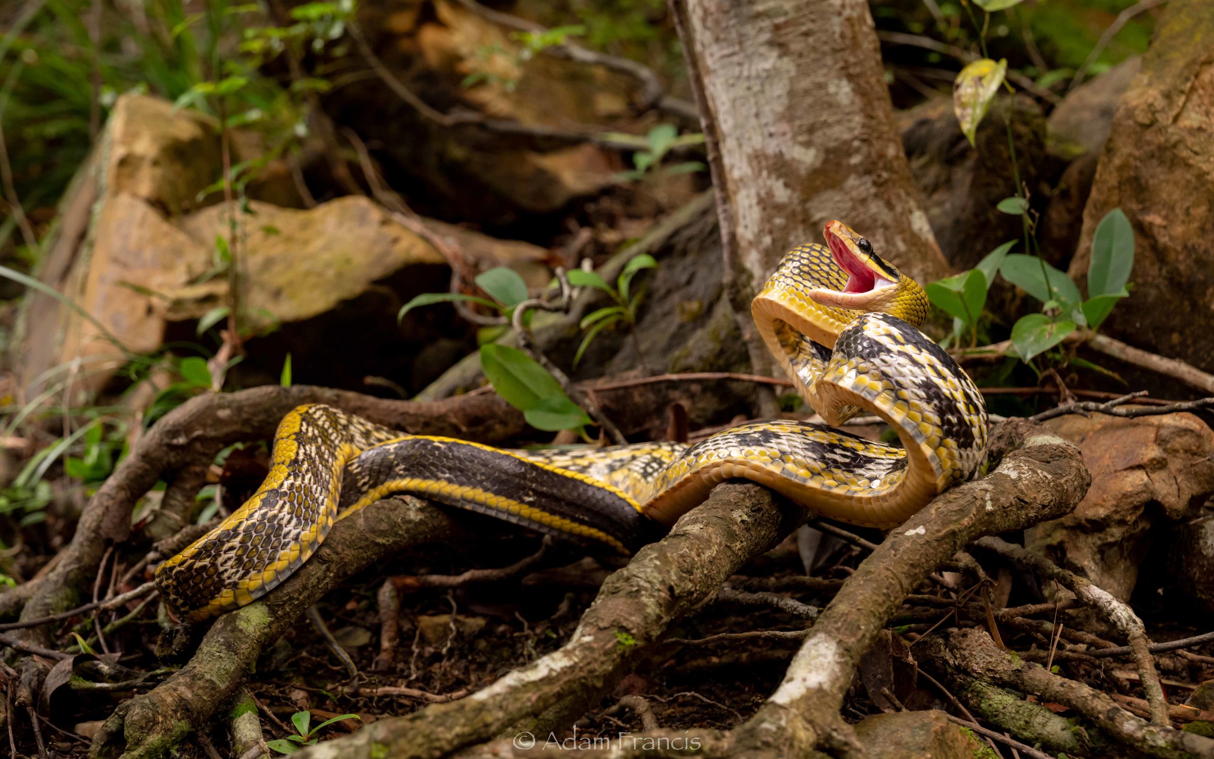 Beauty Rat Snake - Orthriophis taeniurus (Copy)