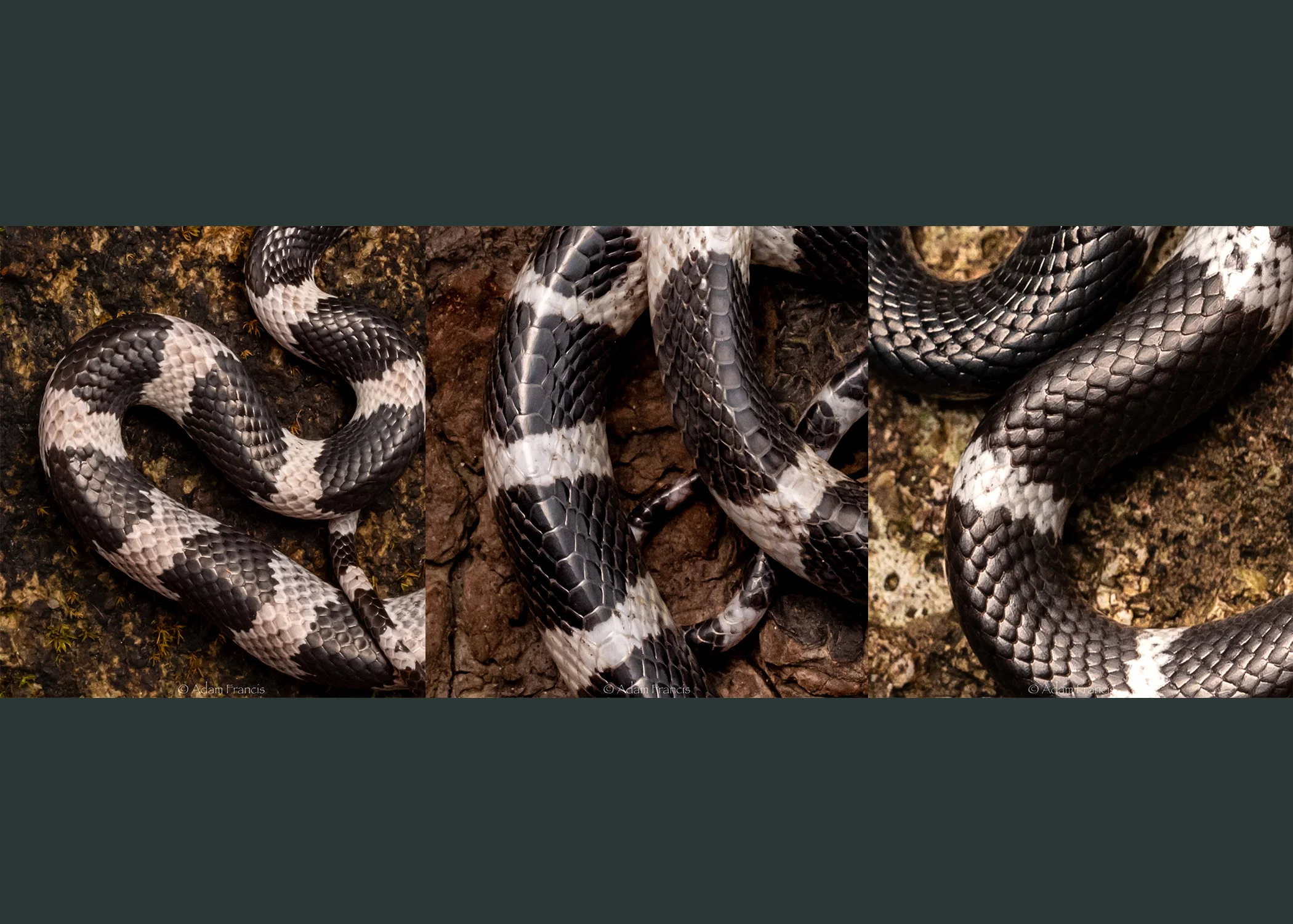 From left to right: Futsing’s Wolf Snake, Many Banded Krait, Banded Wolf Snake
