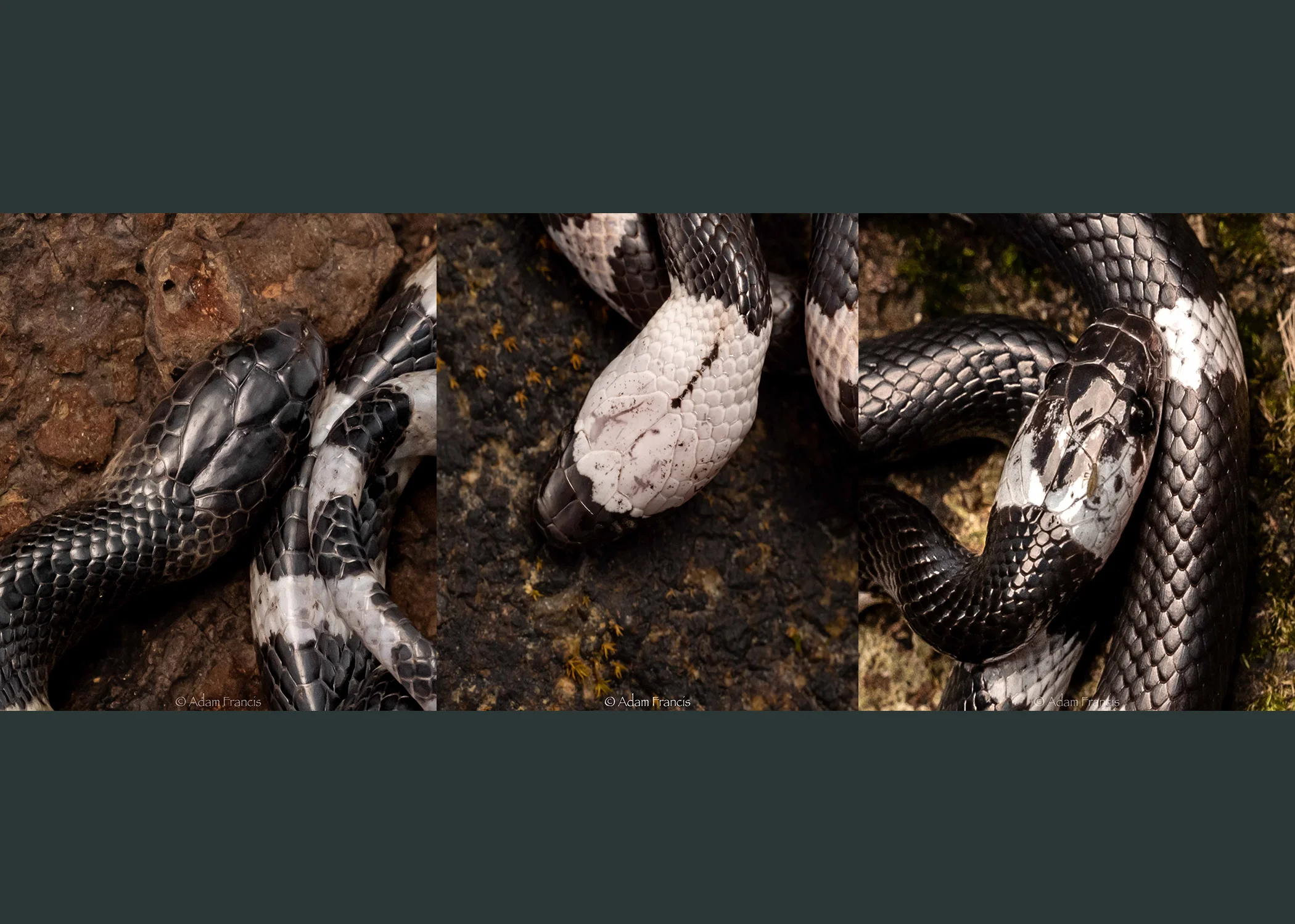 From left to right: Many Banded Krait, Futsing’s Wolf Snake, Banded Wolf Snake
