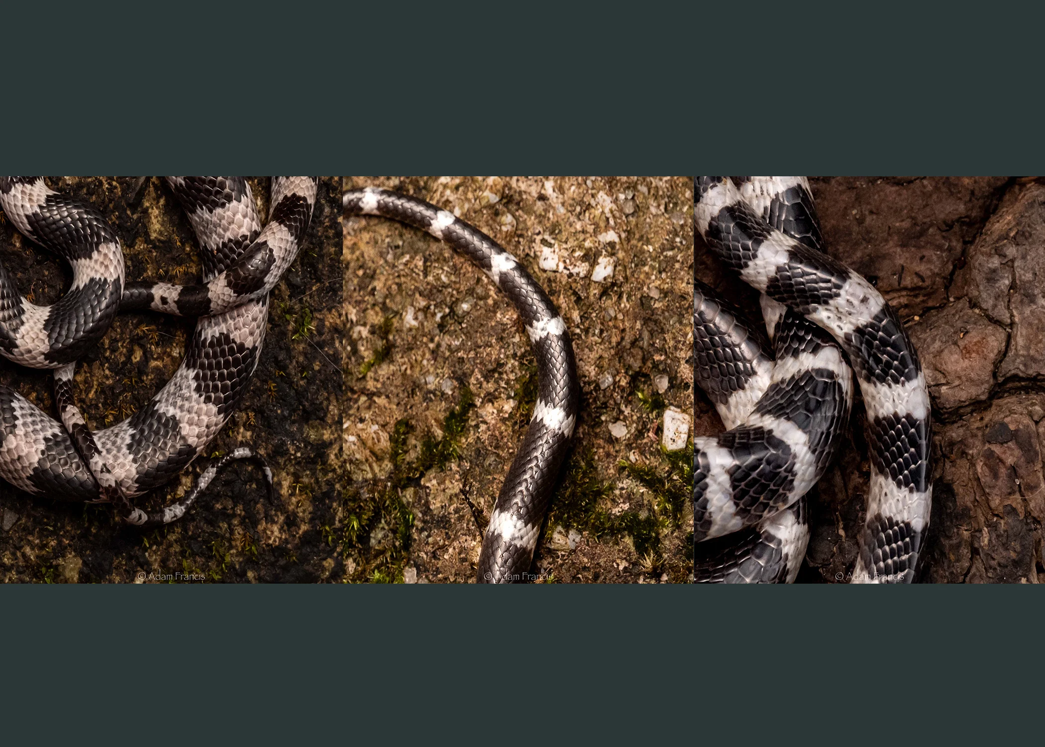 From left to right: Futsing’s Wolf Snake, Banded Wolf Snake, Many Banded Krait