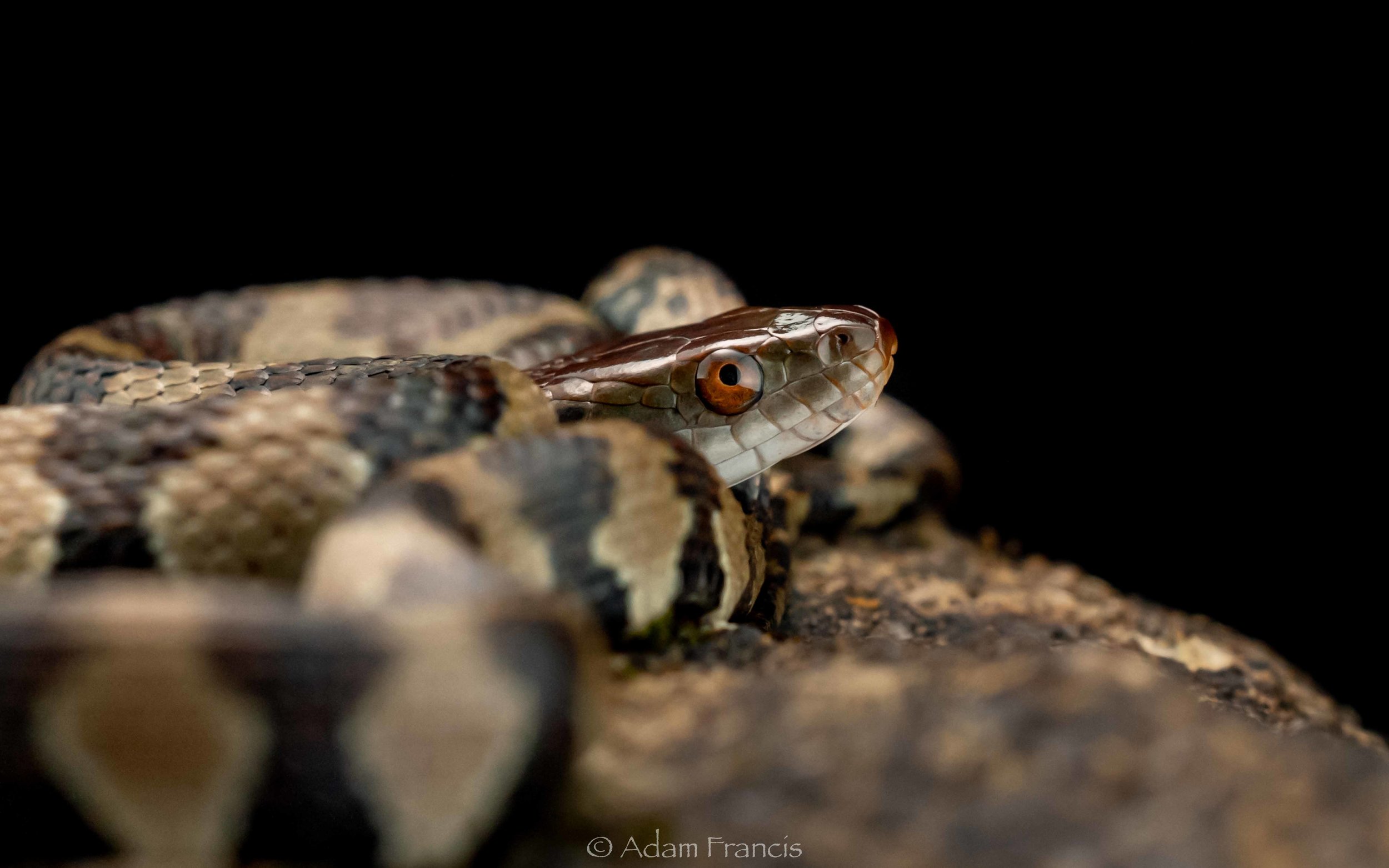 Diamond-back Water Snake - Sinonatrix aequifasciata