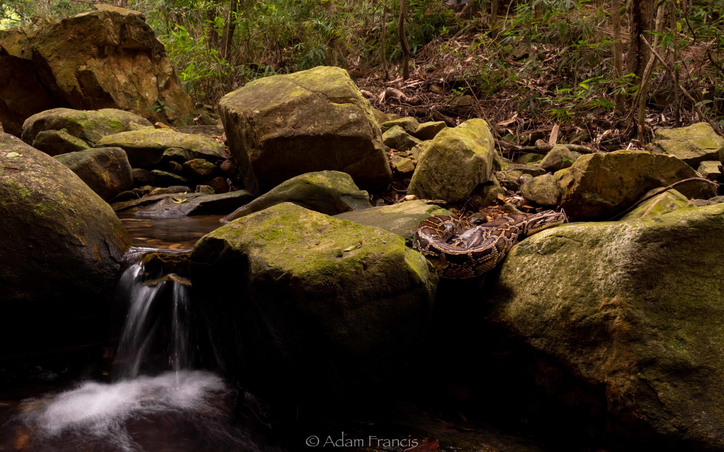 Burmese Python - Python bivittatus