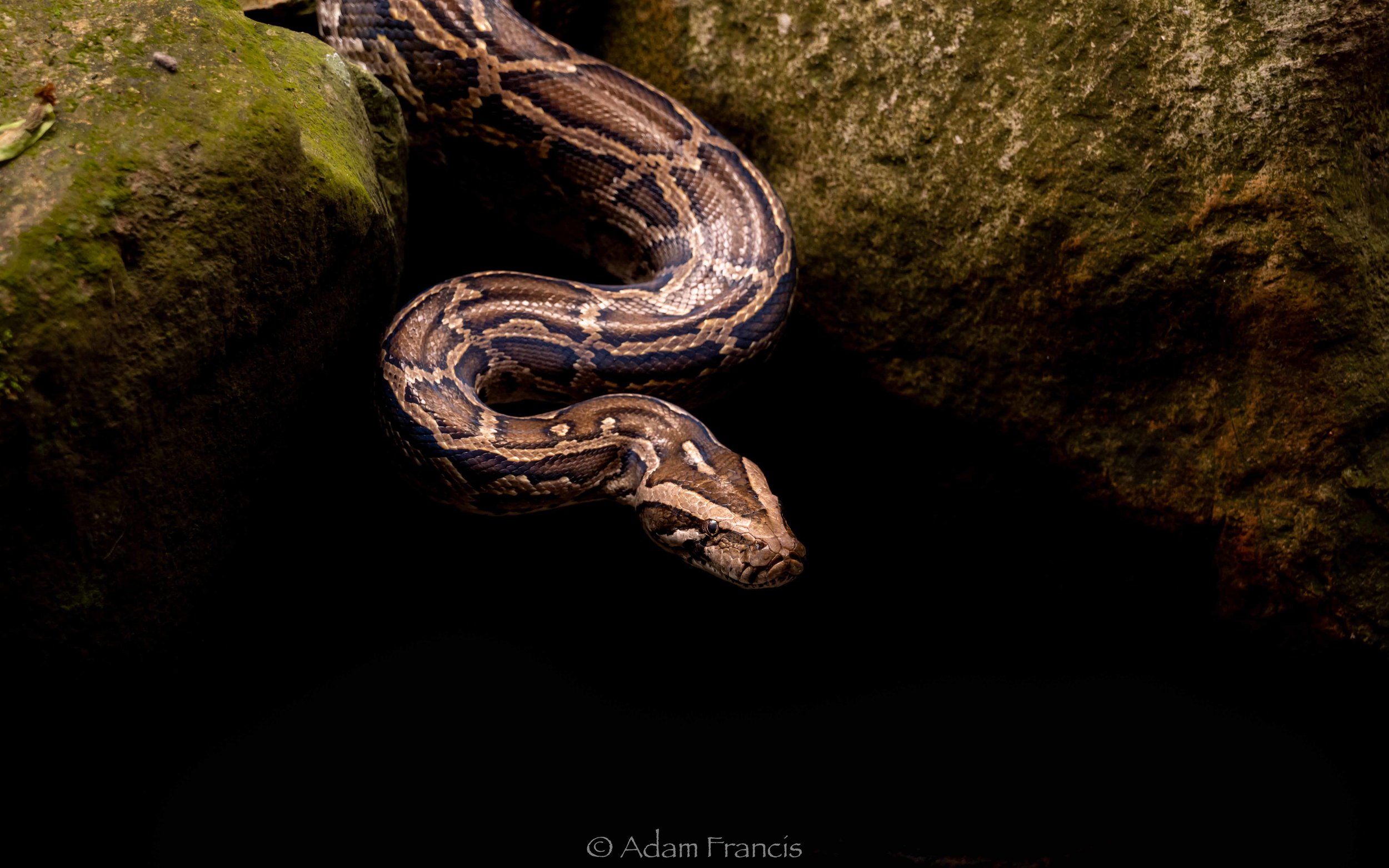 Burmese Python - Python bivittatus