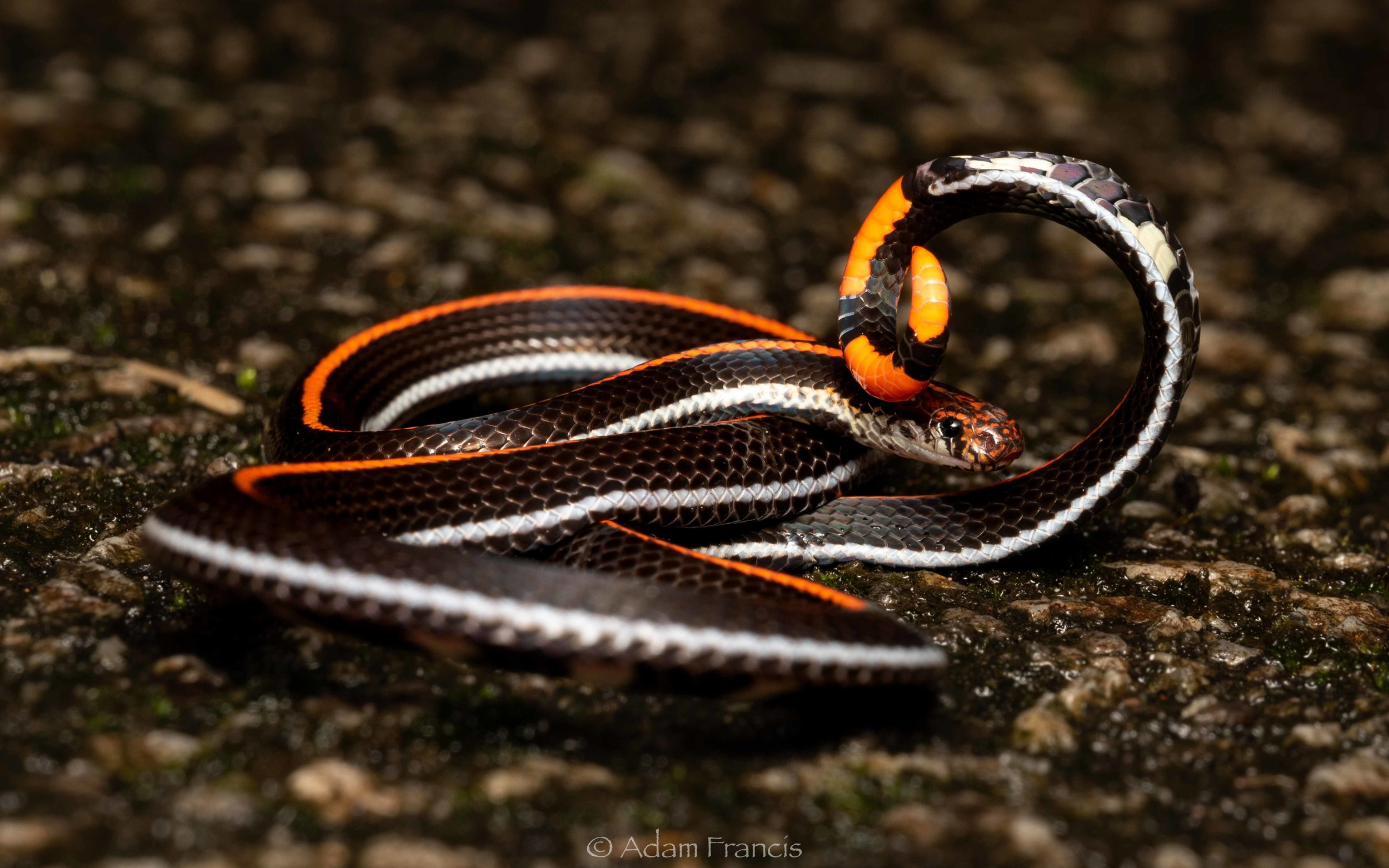 Malaysian Striped Coral Snake - Calliophis intestinalis