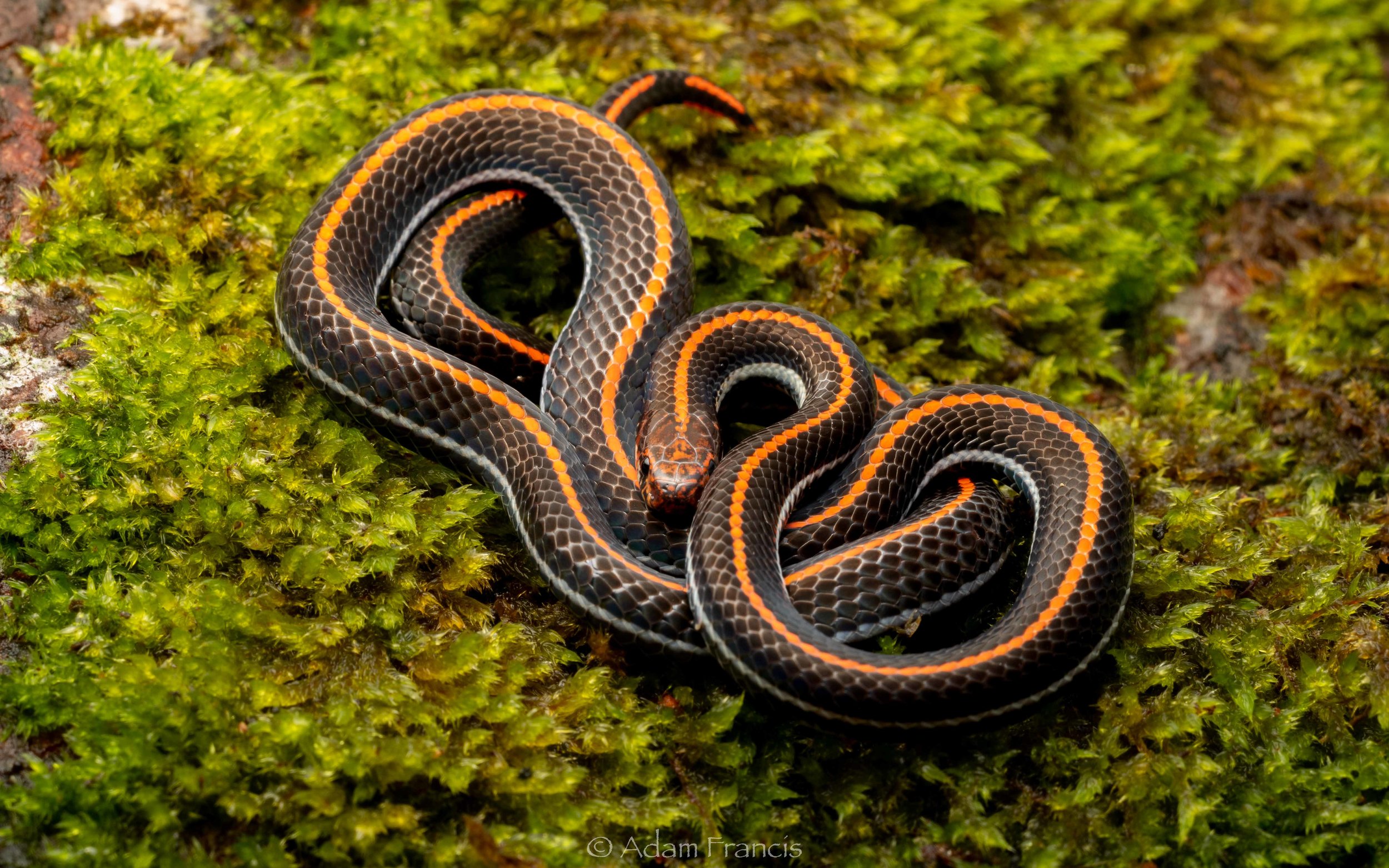 Malaysian Striped Coral Snake - Calliophis intestinalis