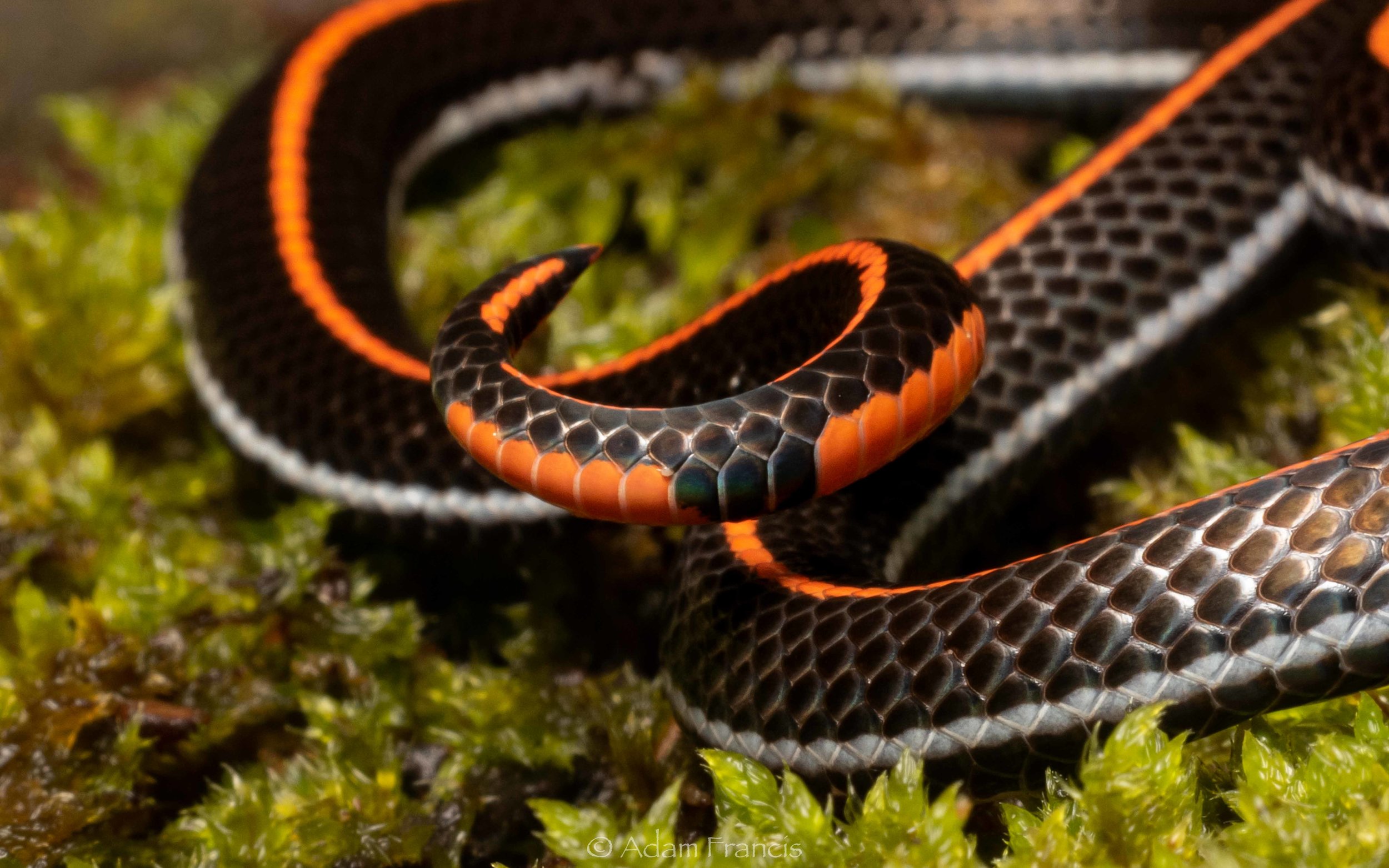 Malaysian Striped Coral Snake - Calliophis intestinalis