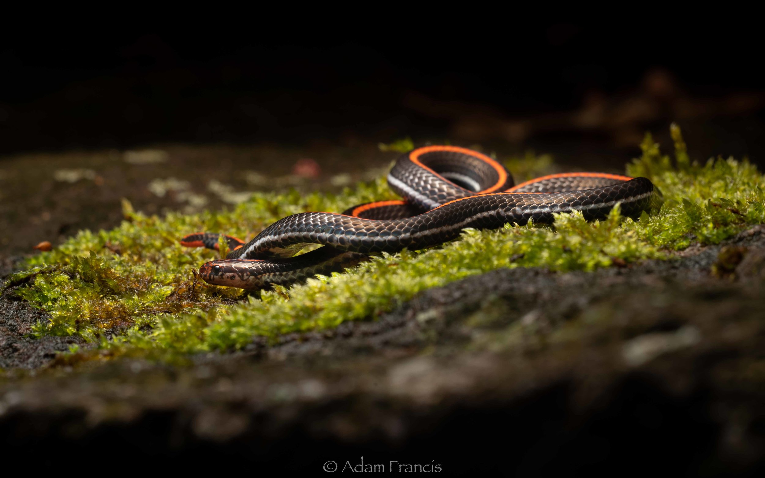 Malaysian Striped Coral Snake - Calliophis intestinalis