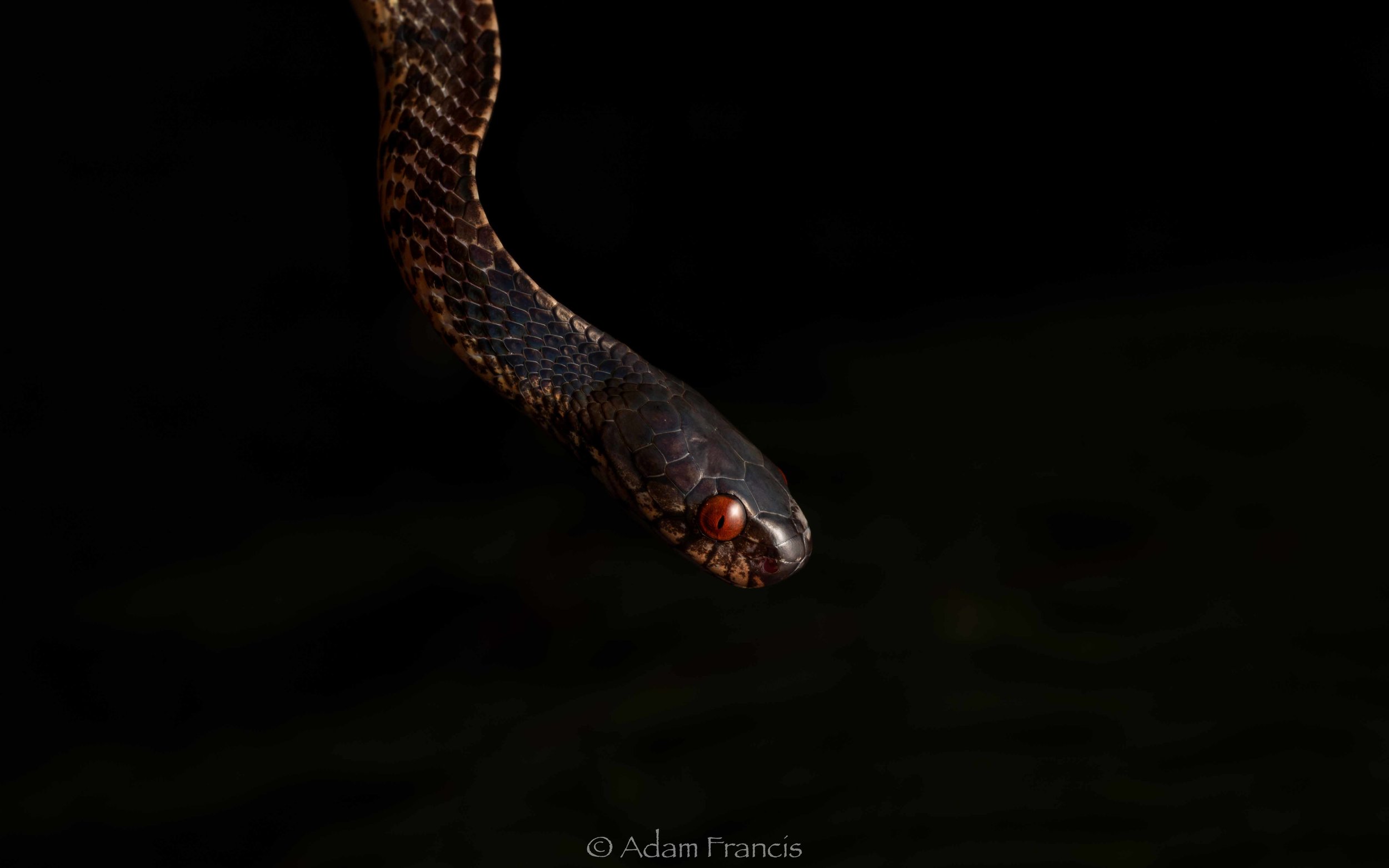 Mountain Slug Snake - Asthenodipsas vertebralis