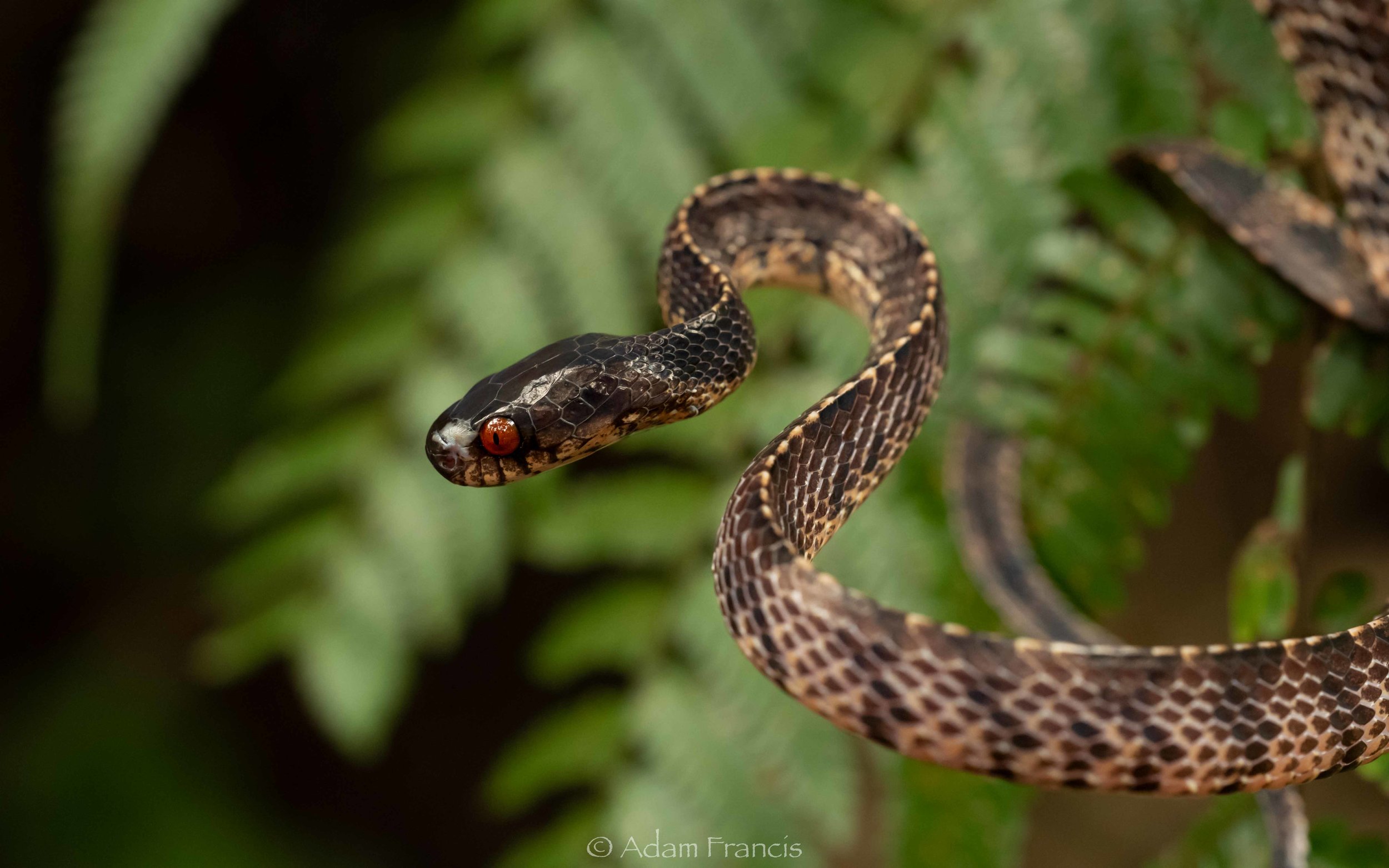 Mountain Slug Snake - Asthenodipsas vertebralis