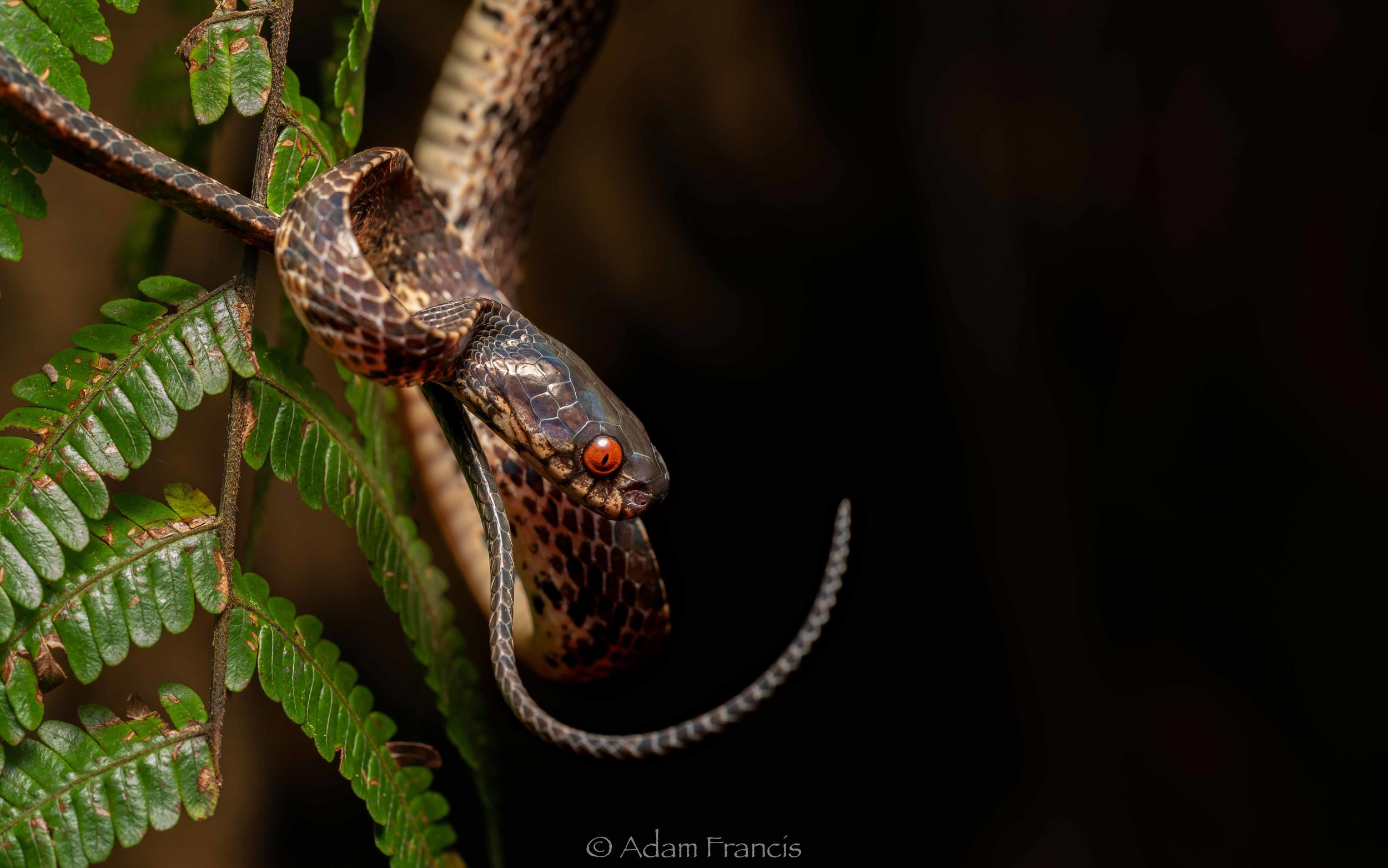 Mountain Slug Snake - Asthenodipsas vertebralis
