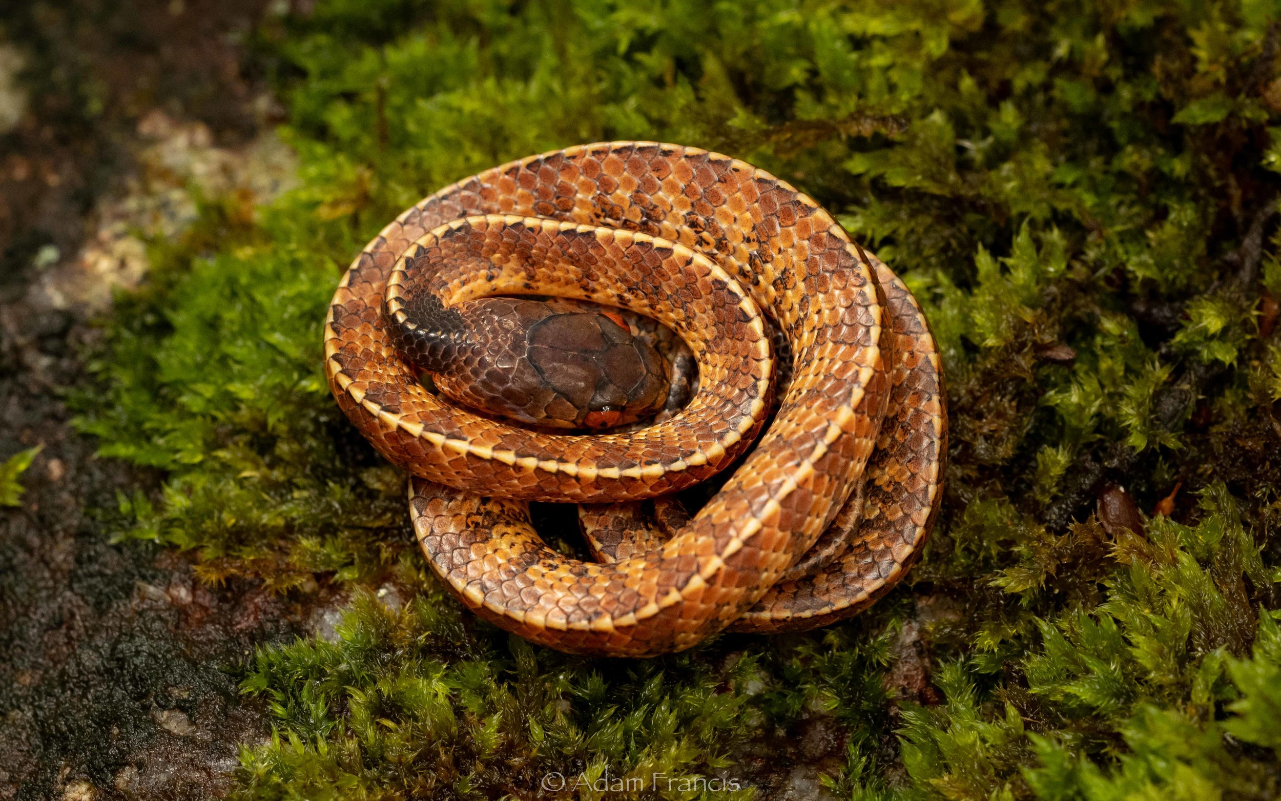 Mountain Slug Snake - Asthenodipsas vertebralis