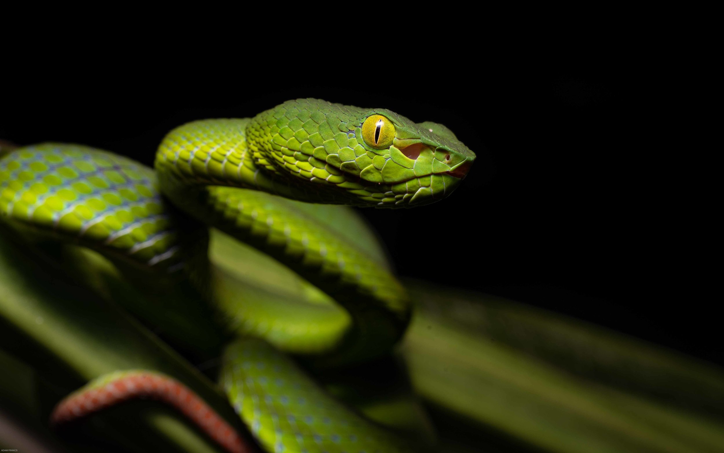 Siamese Peninsular Pit Viper - Trimeresurus fucatus