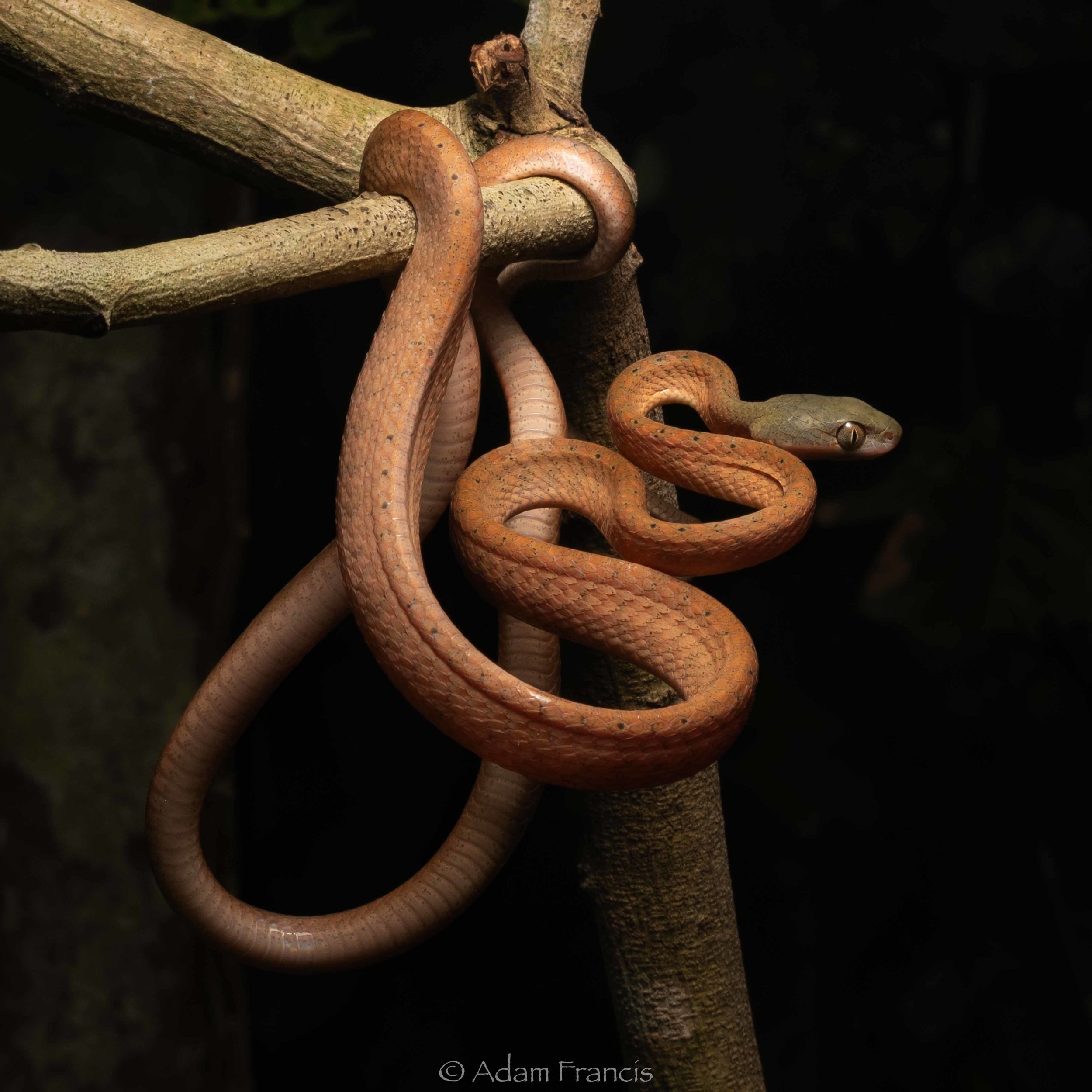 CAT SNAKE - BLACK HEADED 