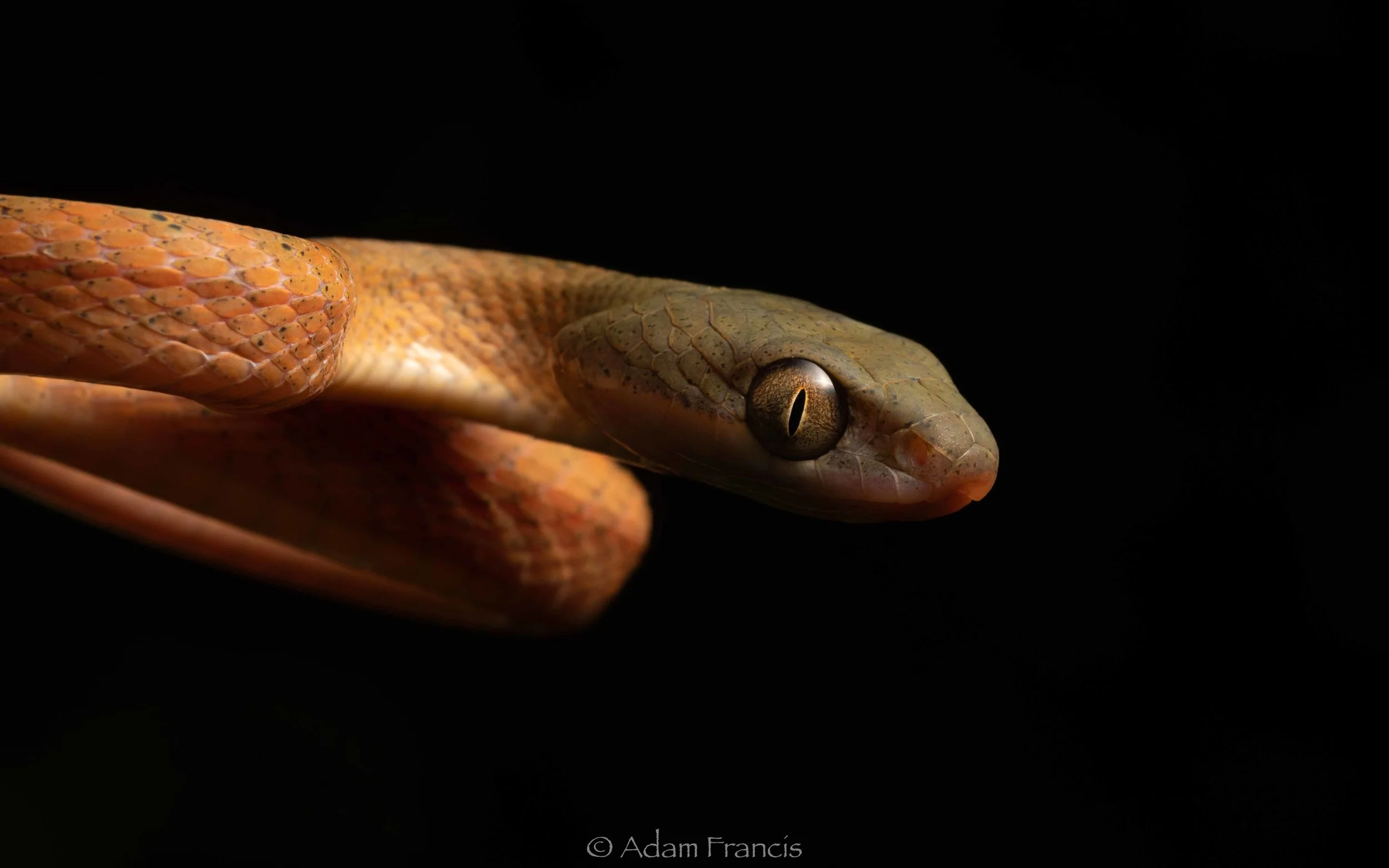 Black-Headed Cat Snake - Boiga nigriceps-16.jpg