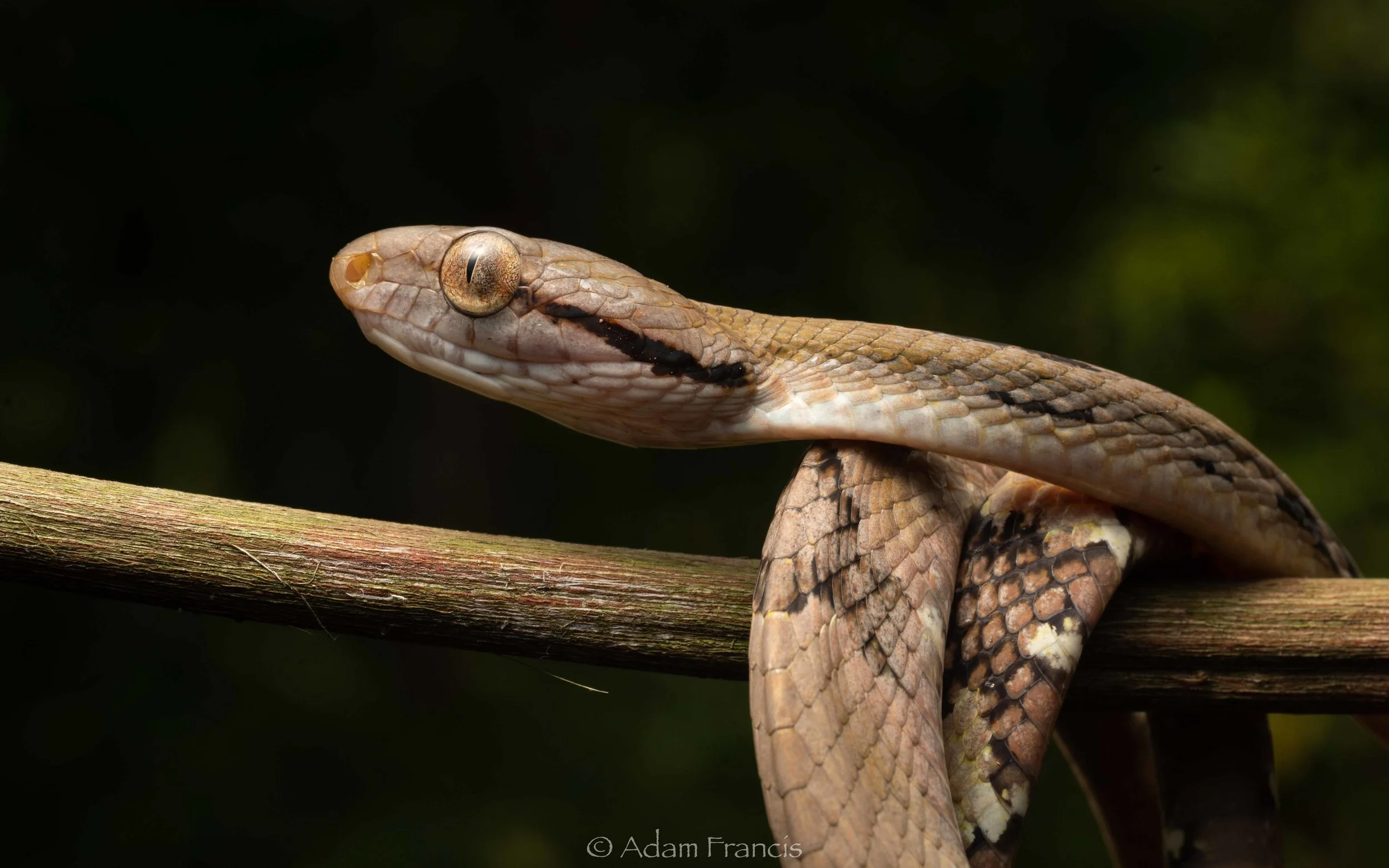 Dog Toothed Cat Snake - Boiga cynodon-30.jpg