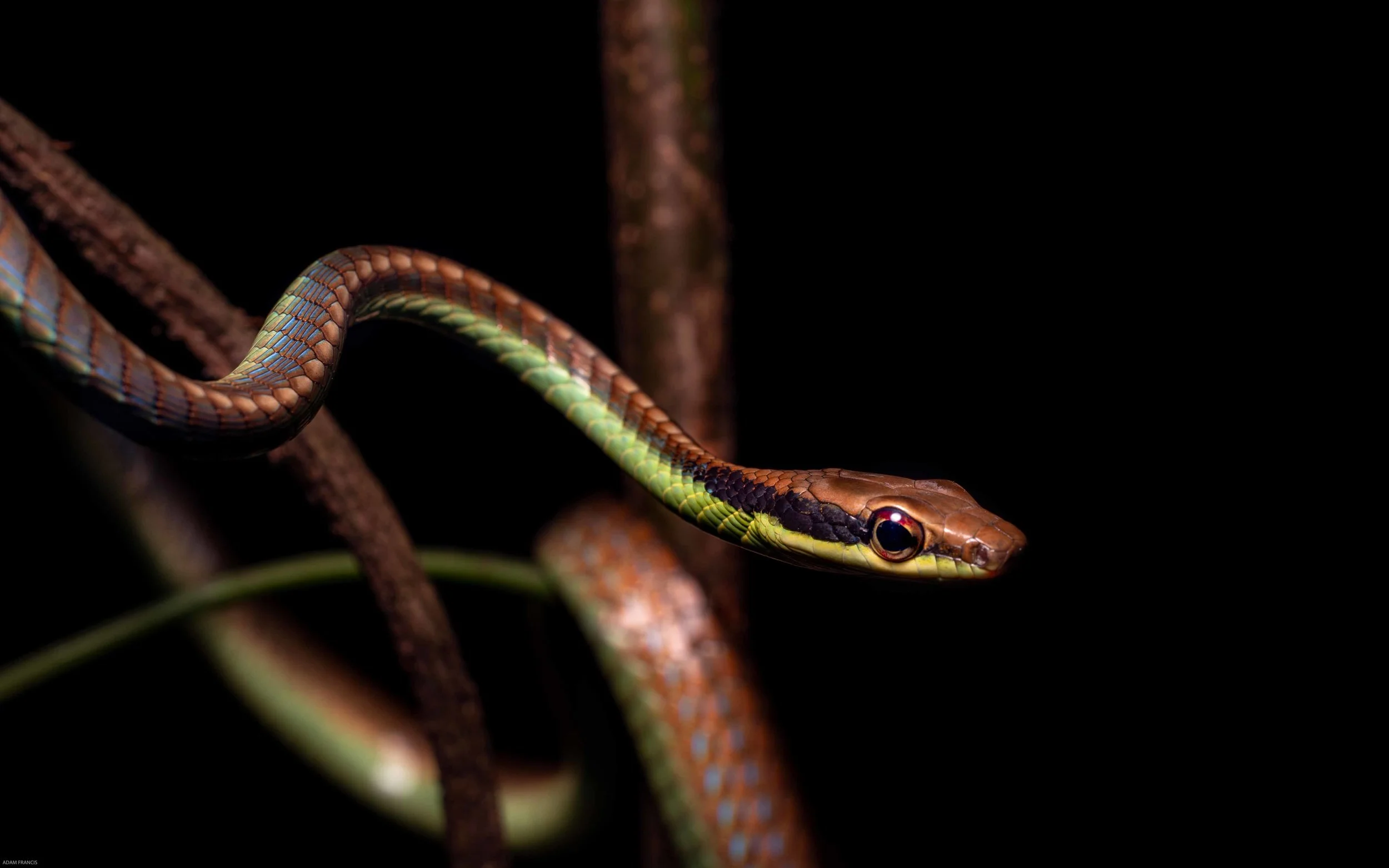 Wall's Bronzeback - Dendrelaphis cyanochloris-3.jpg