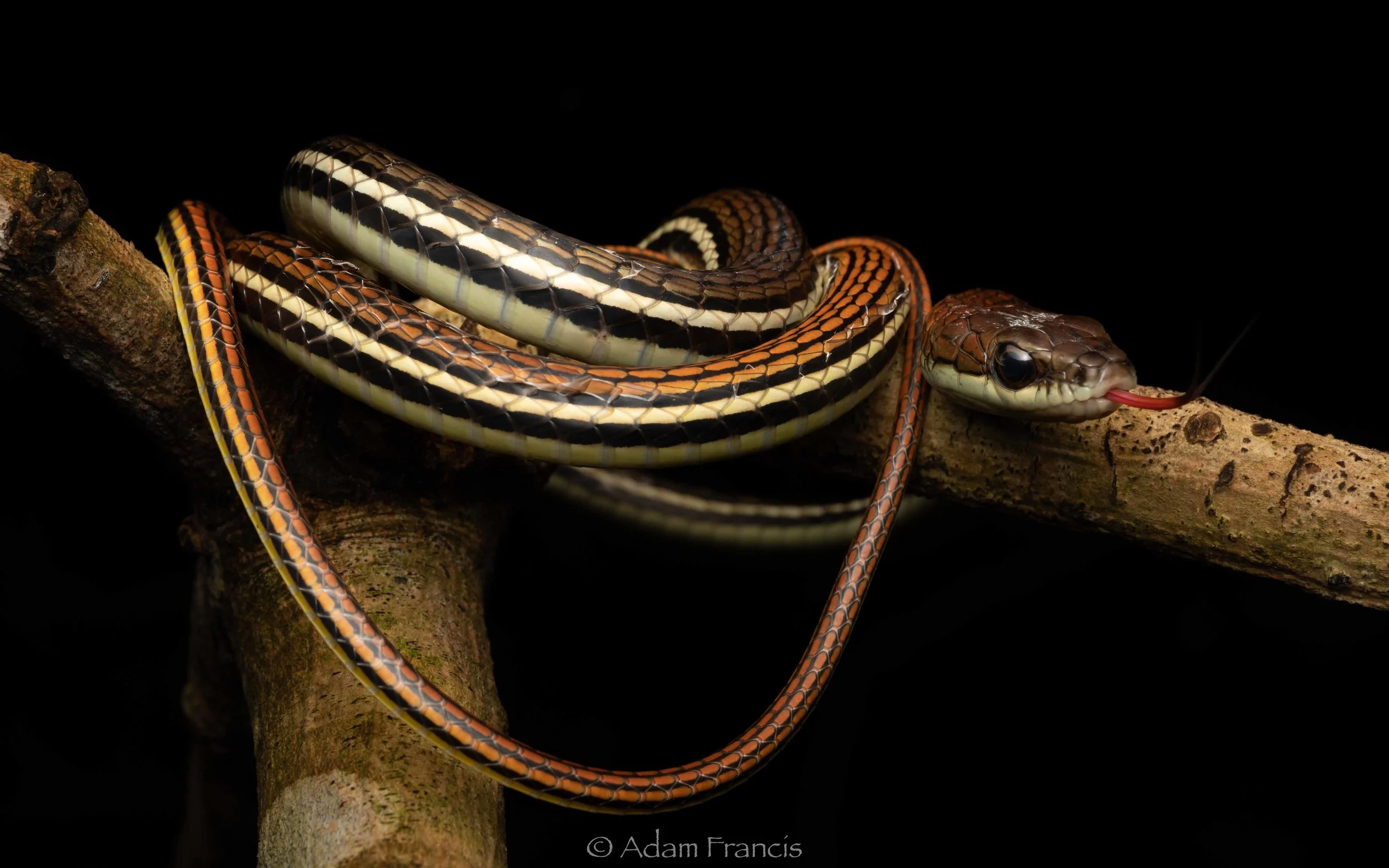 Striped Bronzeback Snake - Dendrelaphis caudolineatus-5.jpg