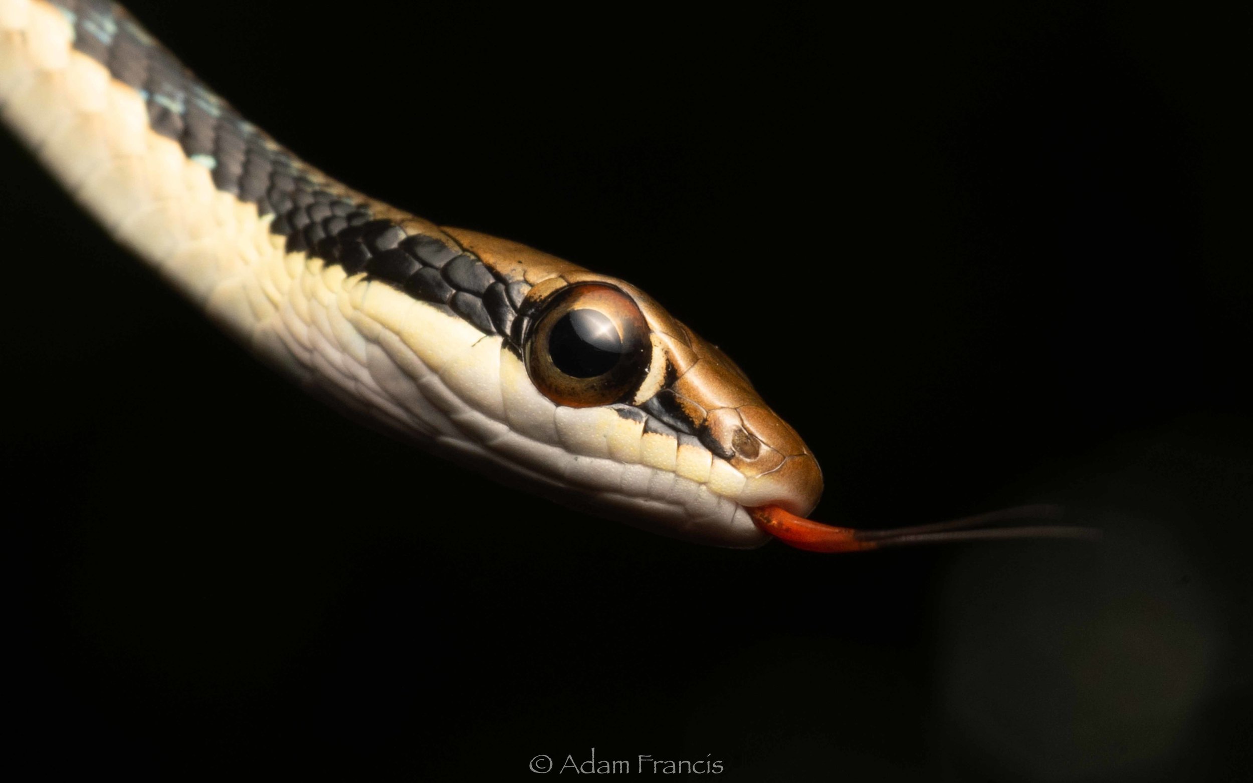 Painted Bronzeback - Dendrelaphis pictus