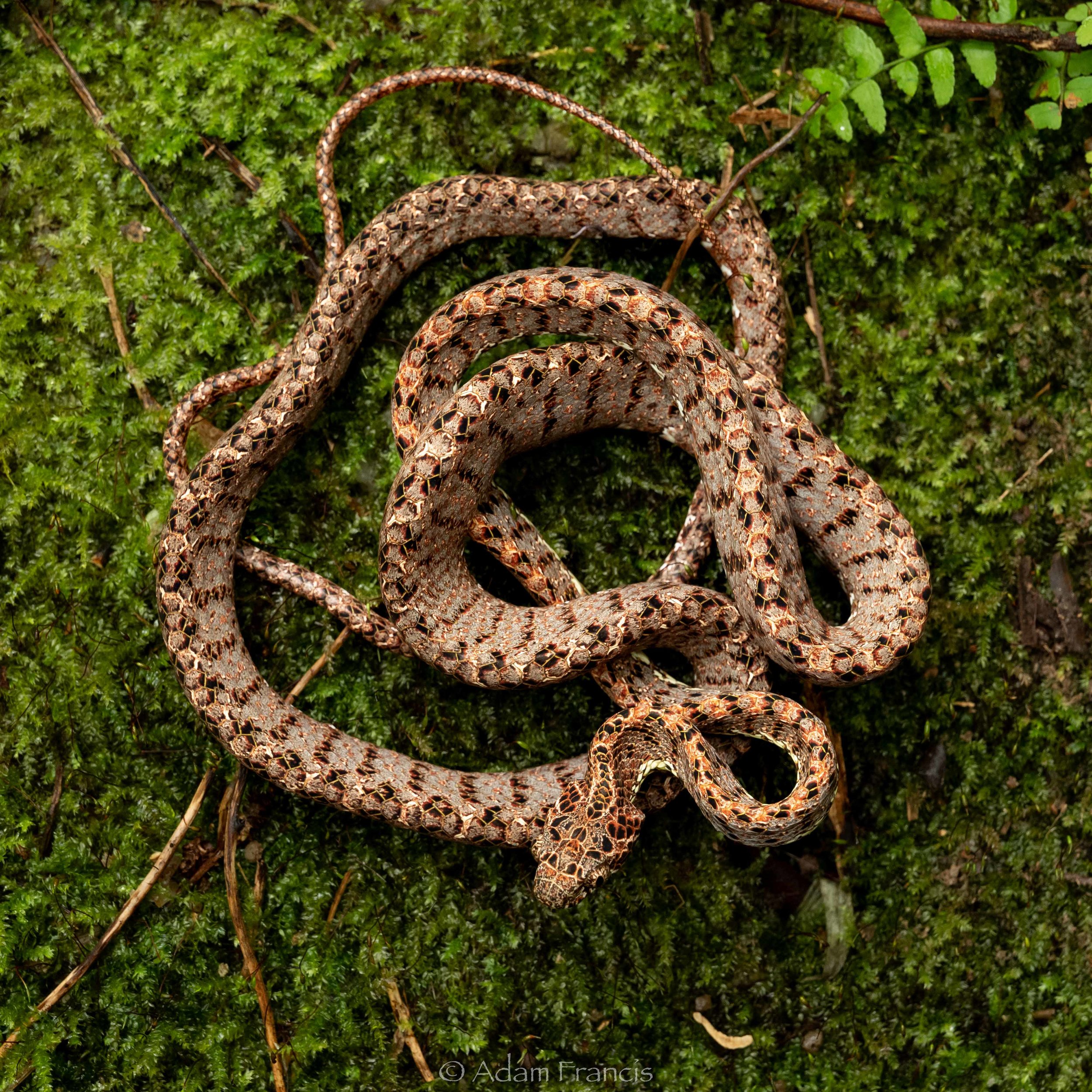 CAT SNAKE - JASPER 