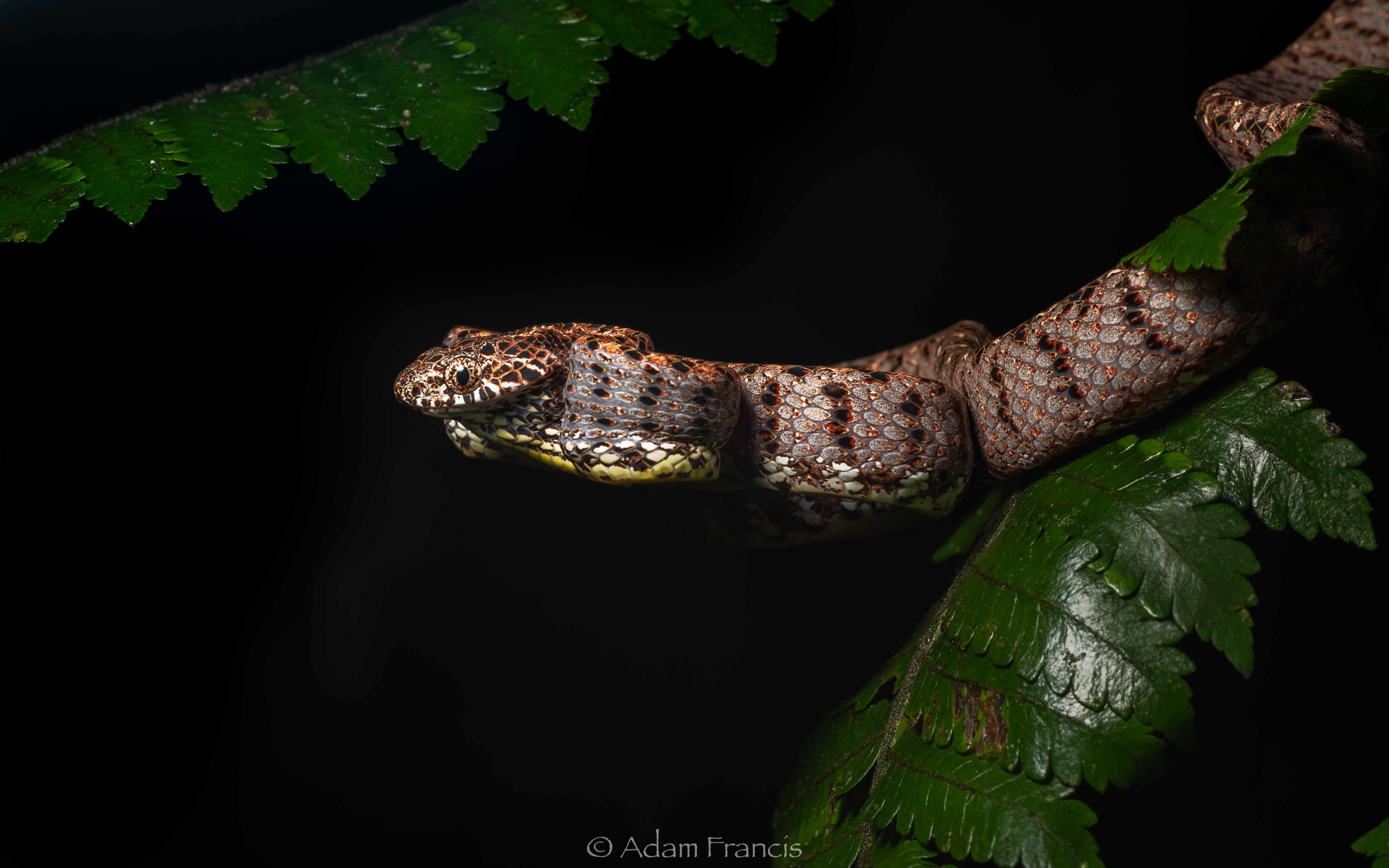 Jasper Cat Snake - Boiga jaspidea