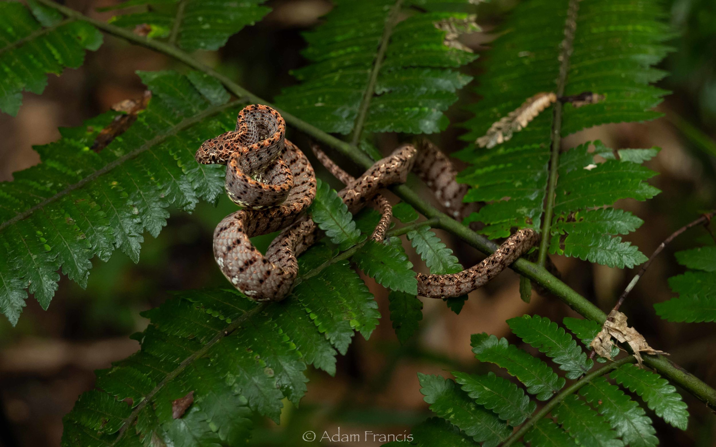 Jasper Cat Snake - Boiga jaspidea