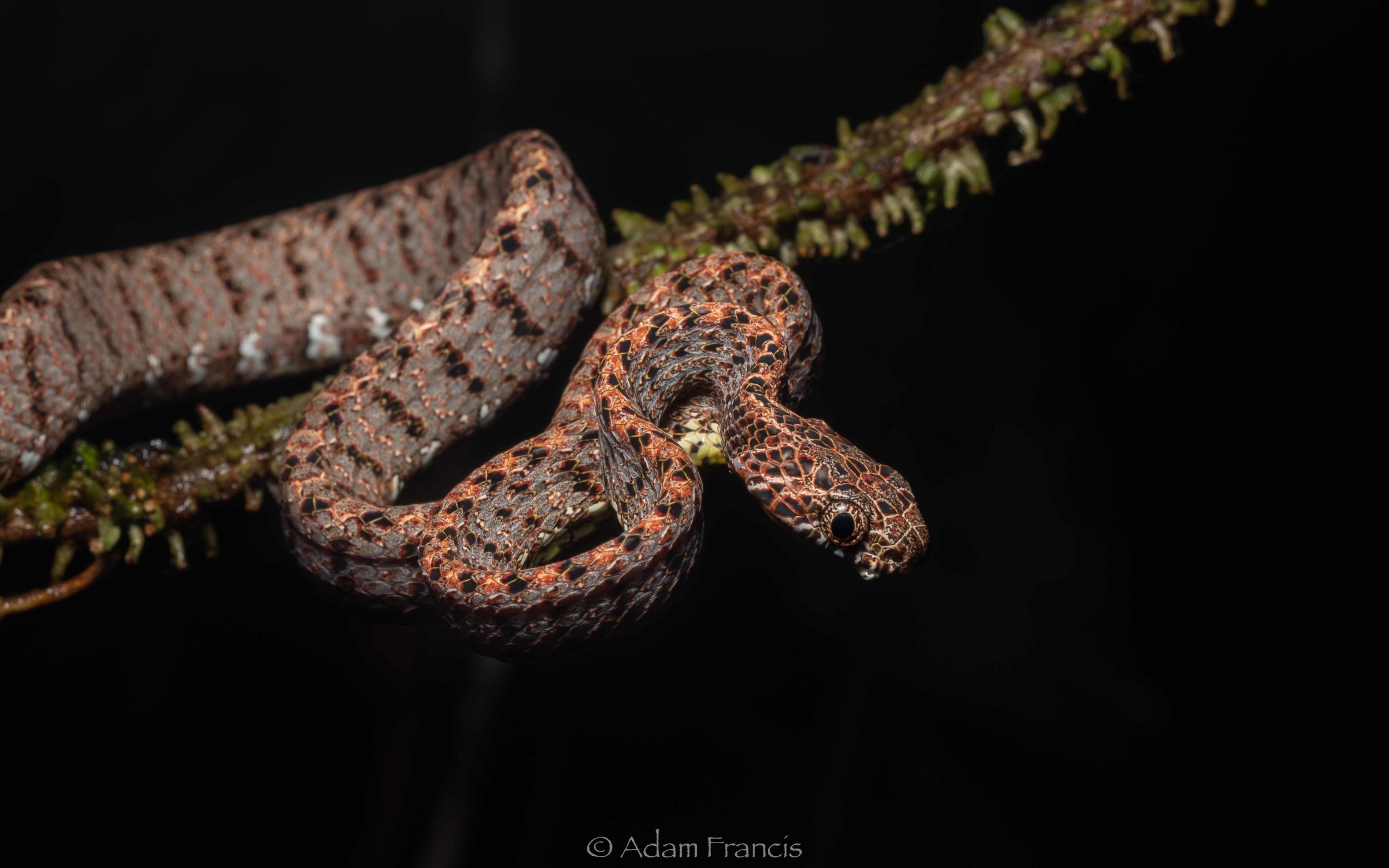 Jasper Cat Snake - Boiga jaspidea