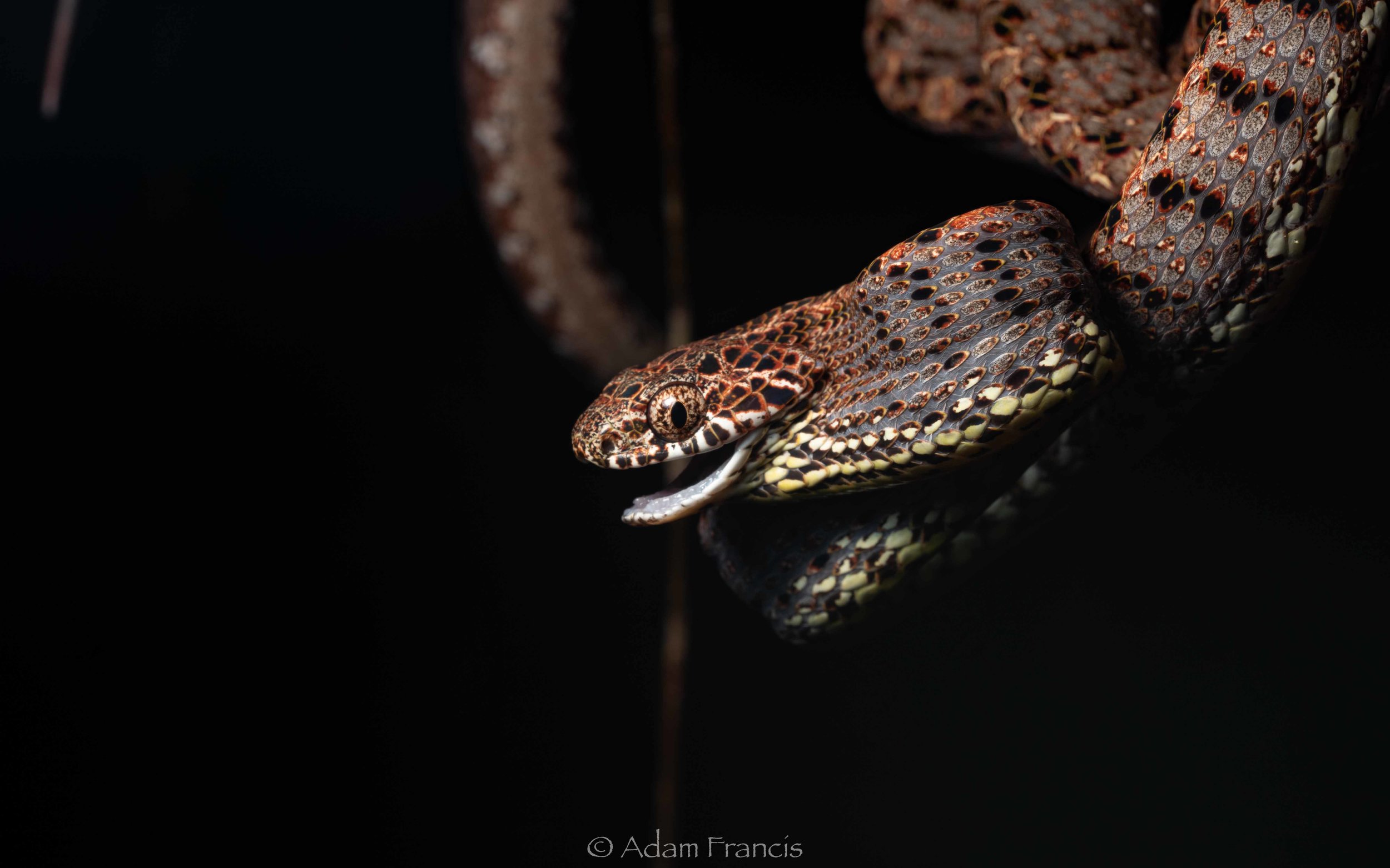 Jasper Cat Snake - Boiga jaspidea