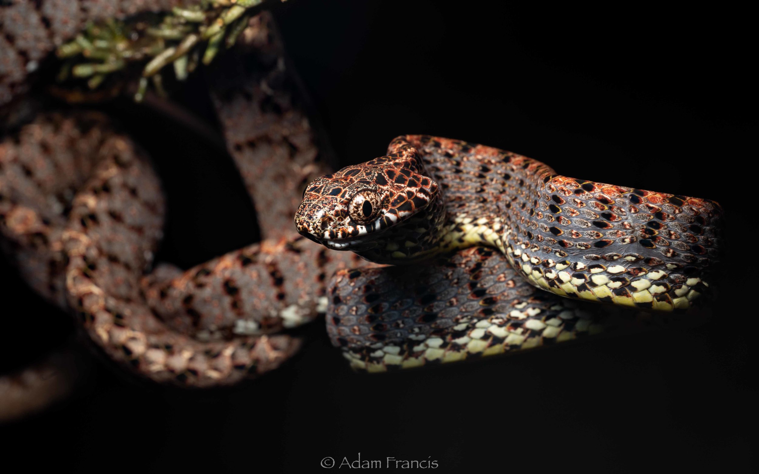 Jasper Cat Snake - Boiga jaspidea