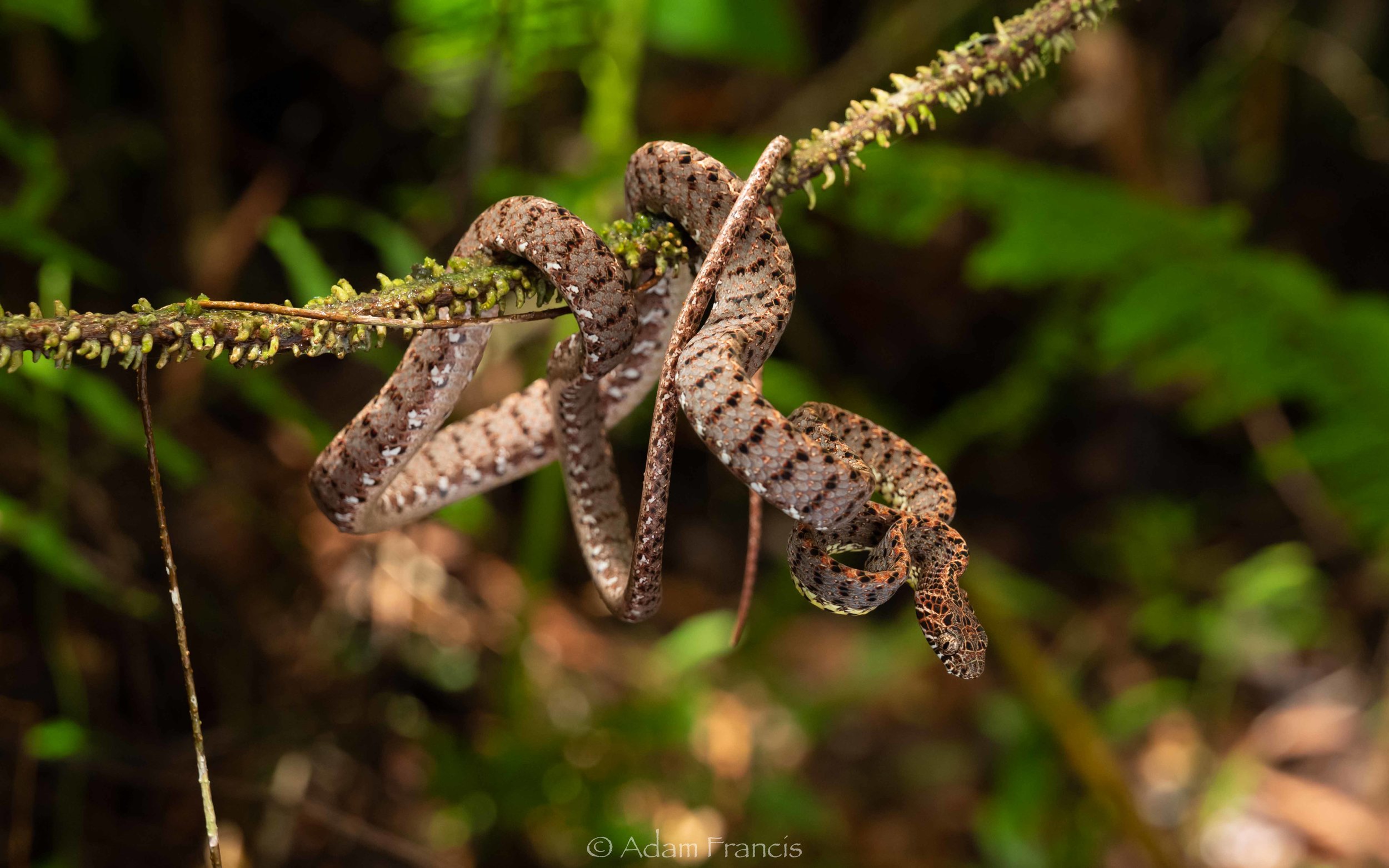 Jasper Cat Snake - Boiga jaspidea