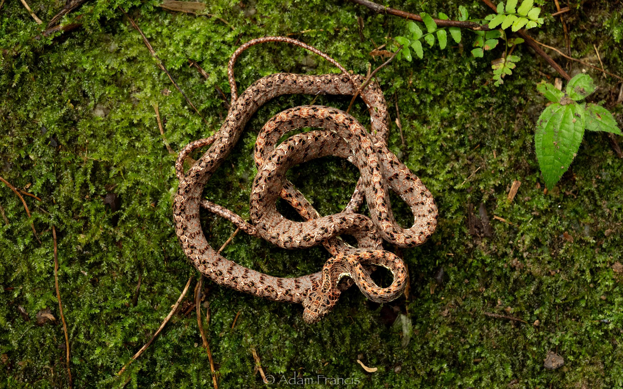 Jasper Cat Snake - Boiga jaspidea