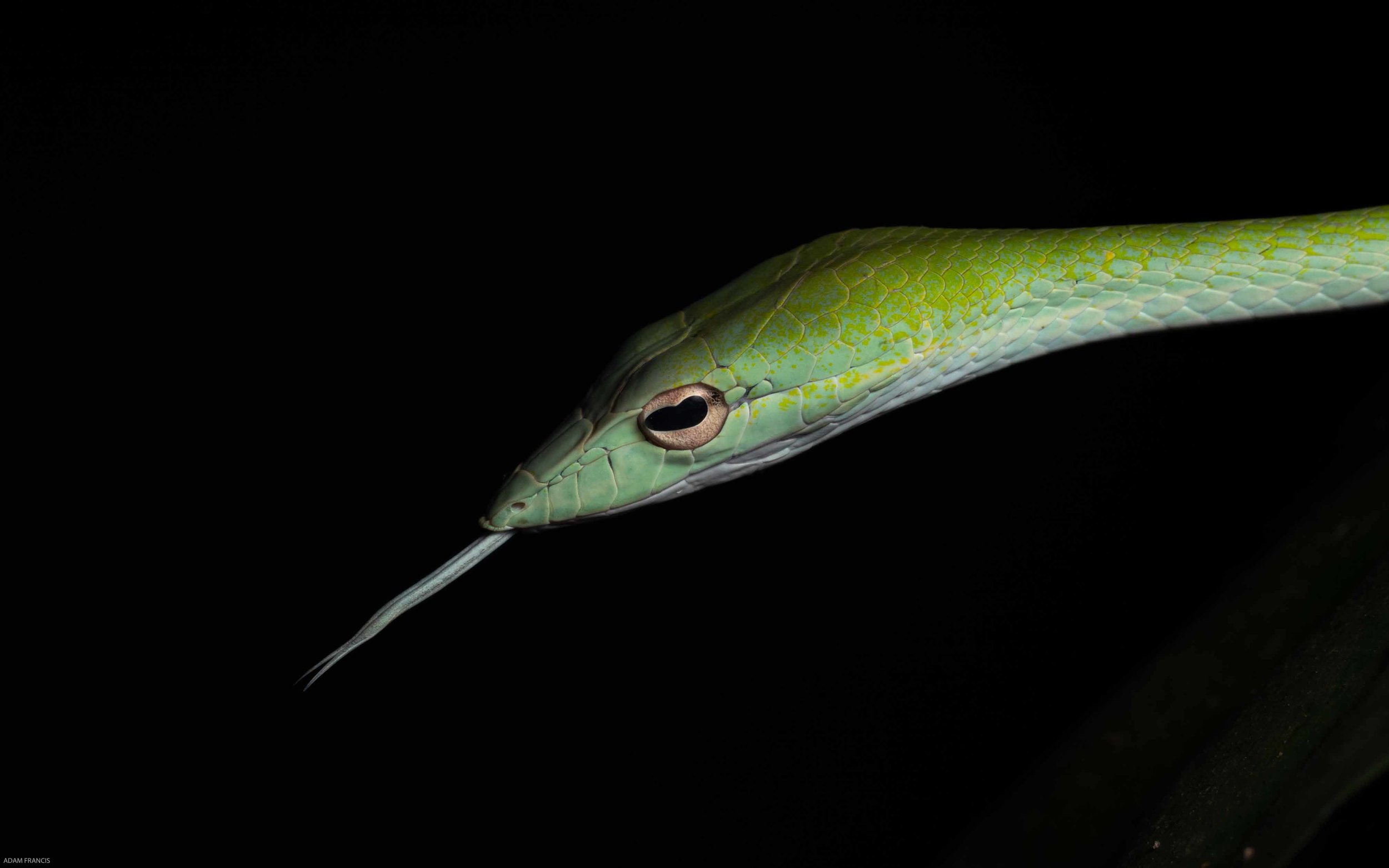 Asian Vine Snake - Ahaetulla prasina