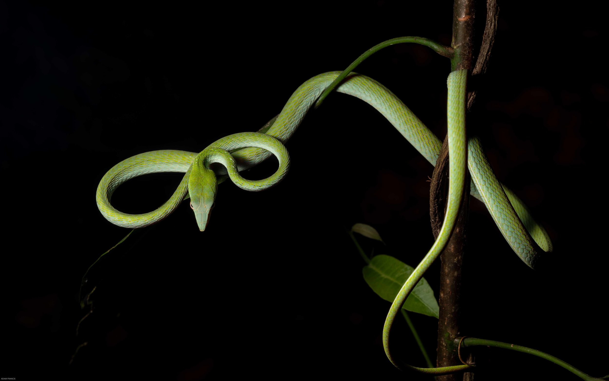 Asian Vine Snake - Ahaetulla prasina