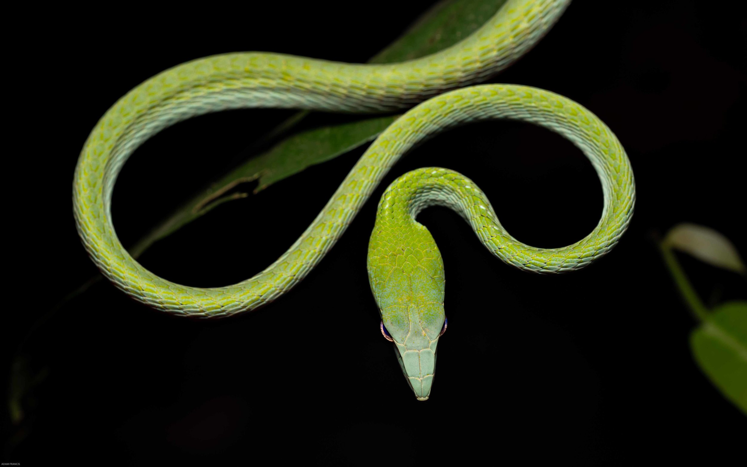 Asian Vine Snake - Ahaetulla prasina