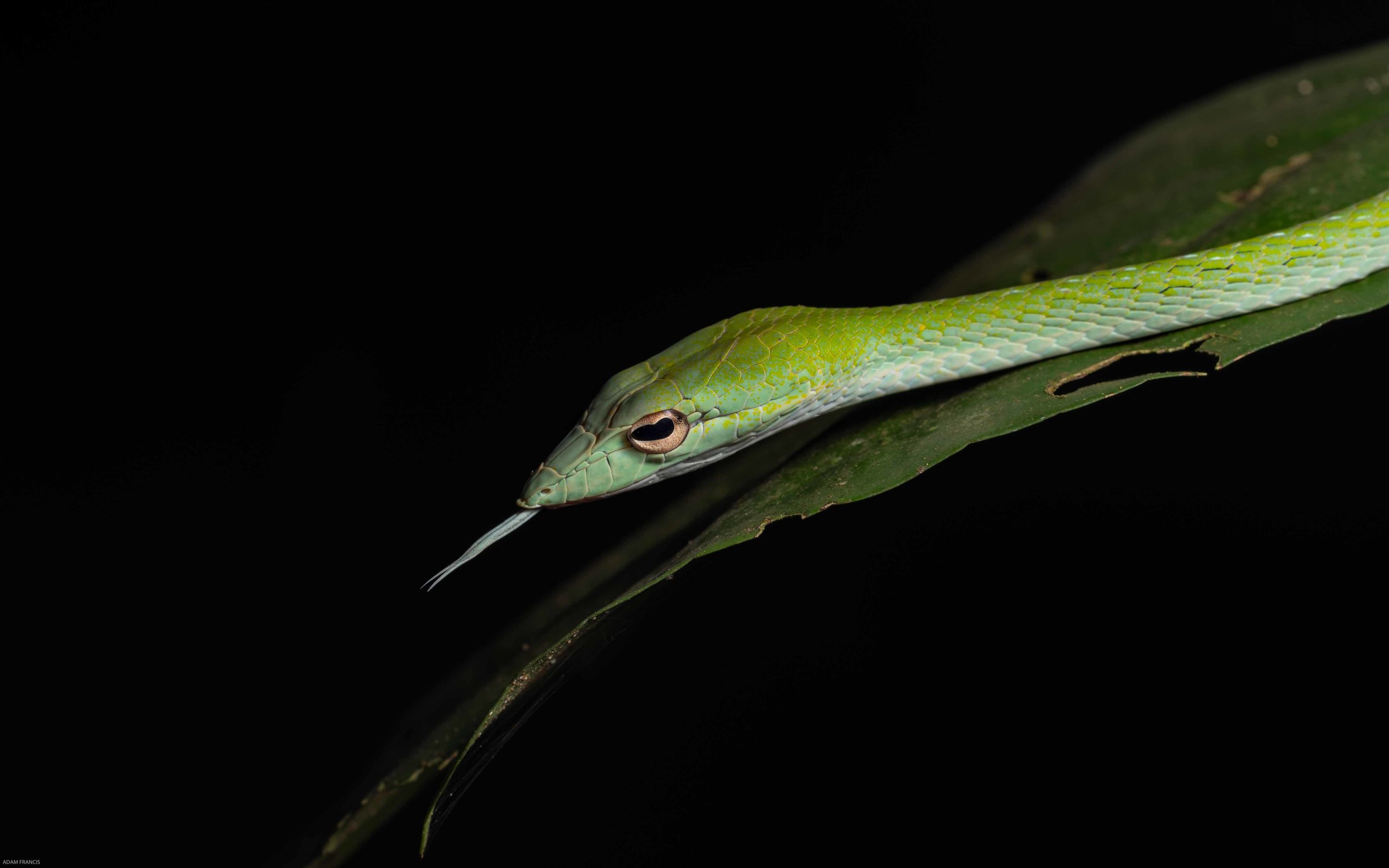 Asian Vine Snake - Ahaetulla prasina