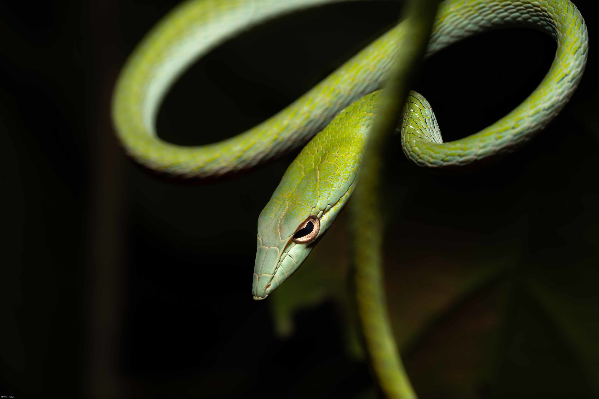 Asian Vine Snake - Ahaetulla prasina