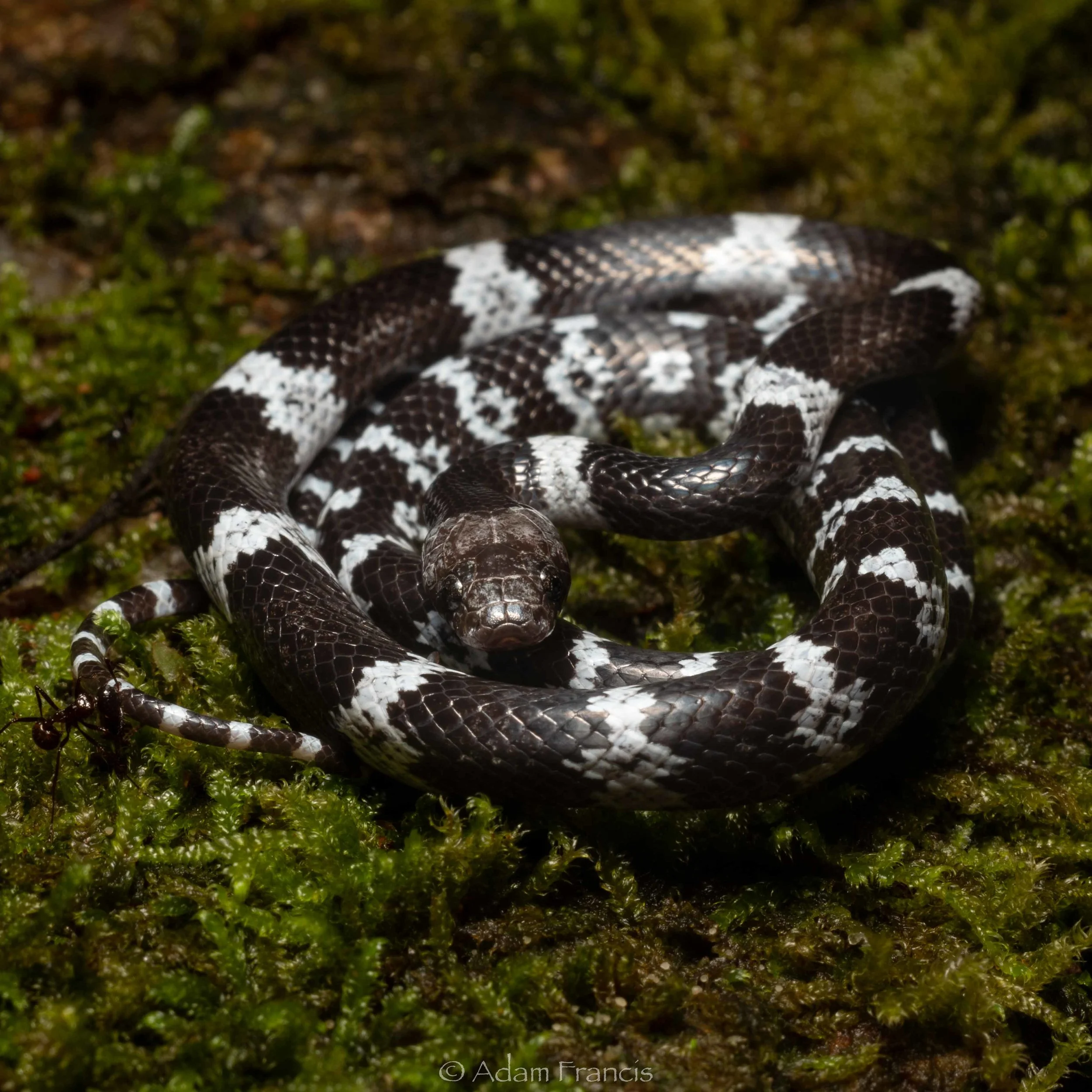 Butler’S Wolf Snake , Butler’s wolf snake (Lycodon butleri) – WBBDJO