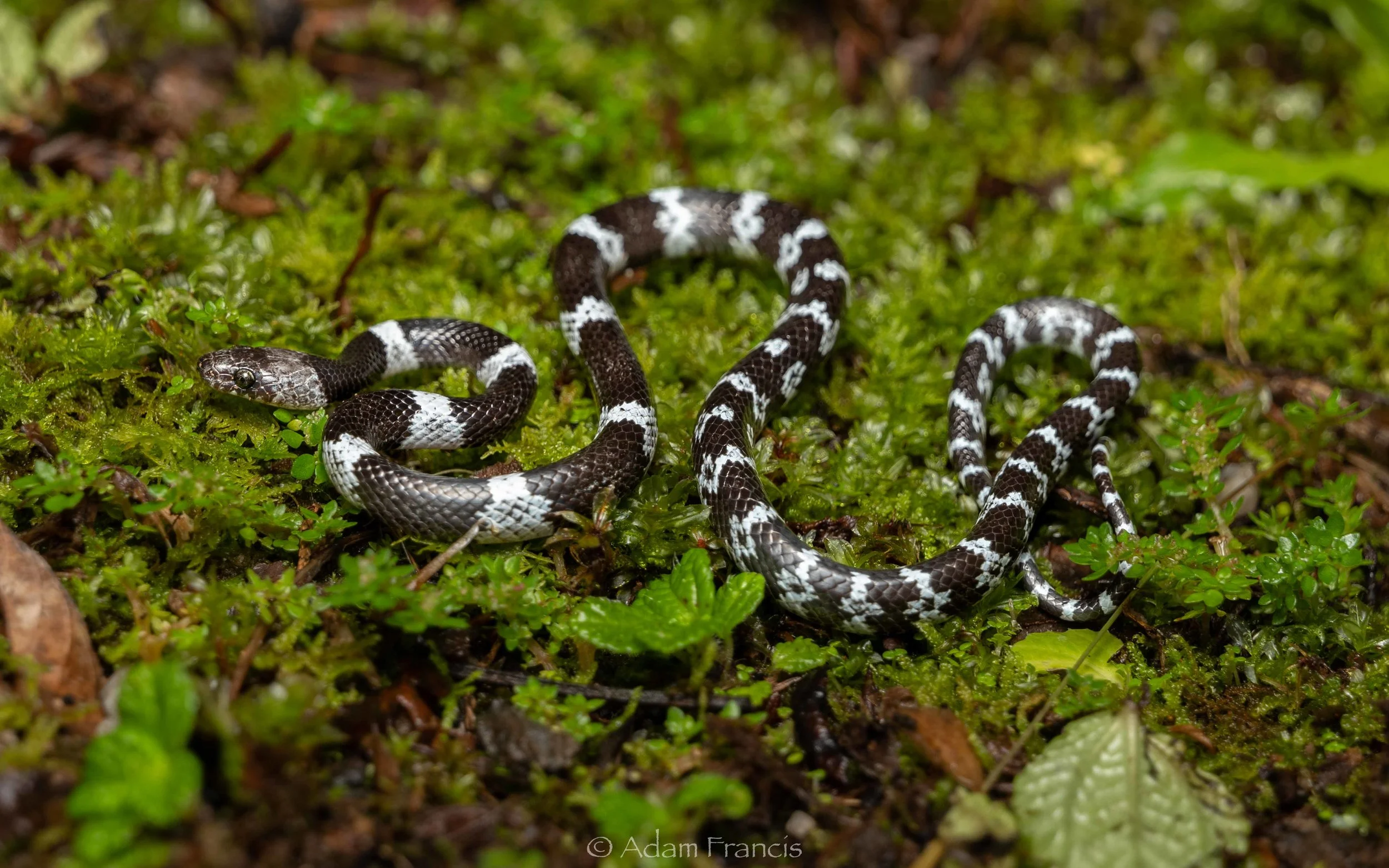 Butler’S Wolf Snake , Butler’s wolf snake (Lycodon butleri) – WBBDJO