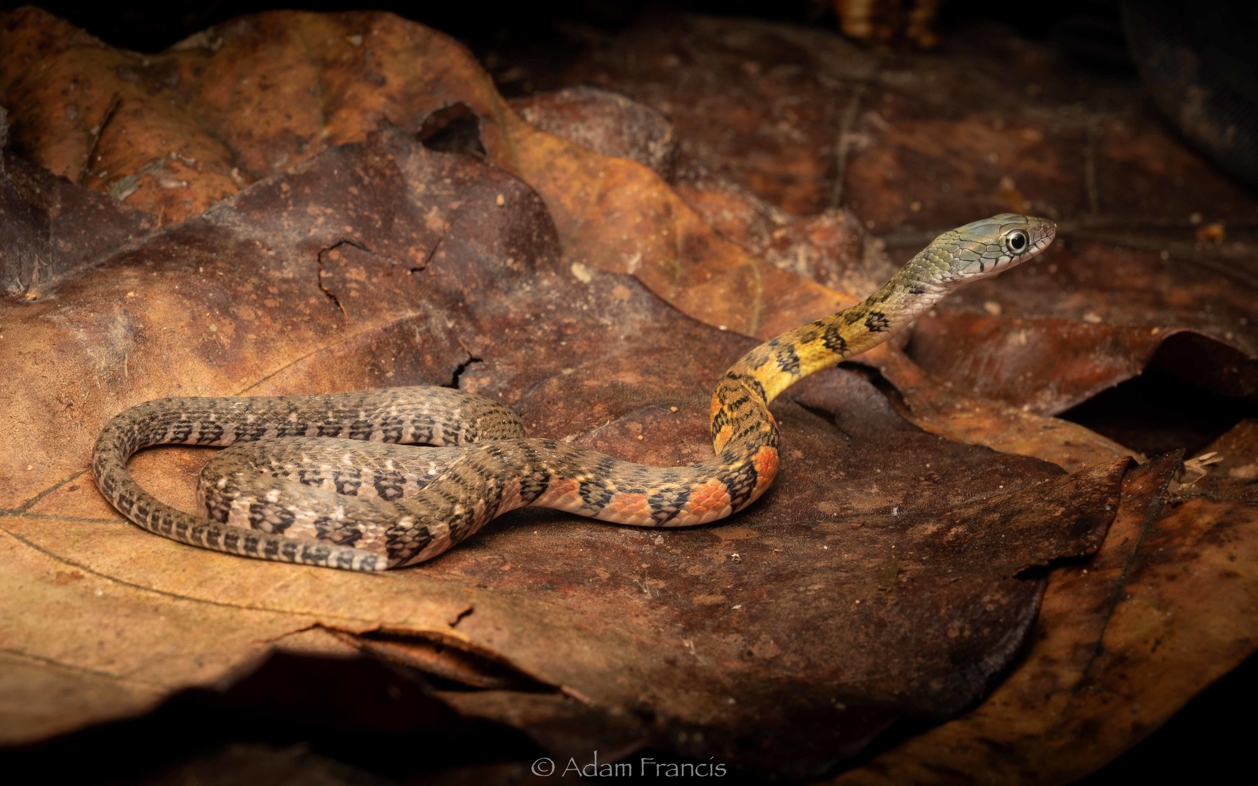 Triangle Keelback - Xenochrophis trianguligerus