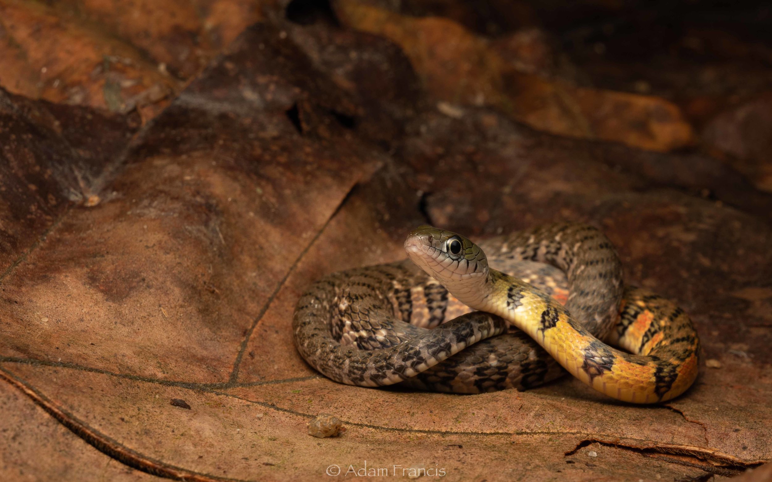 Triangle Keelback - Xenochrophis trianguligerus