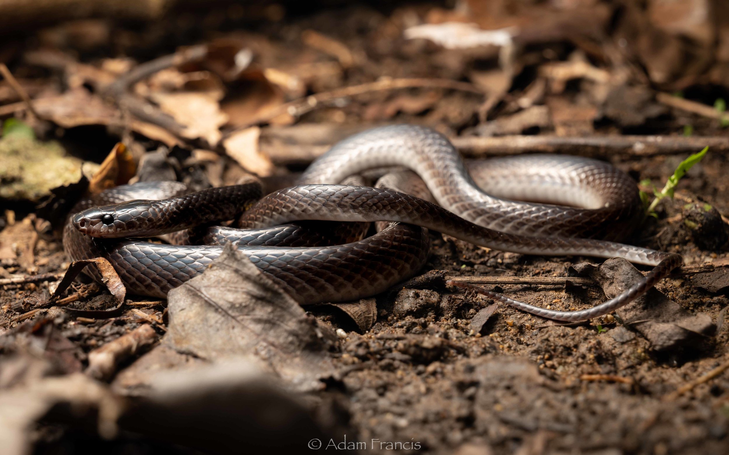 Banded Wolf Snake - Lycodon  subcinctus