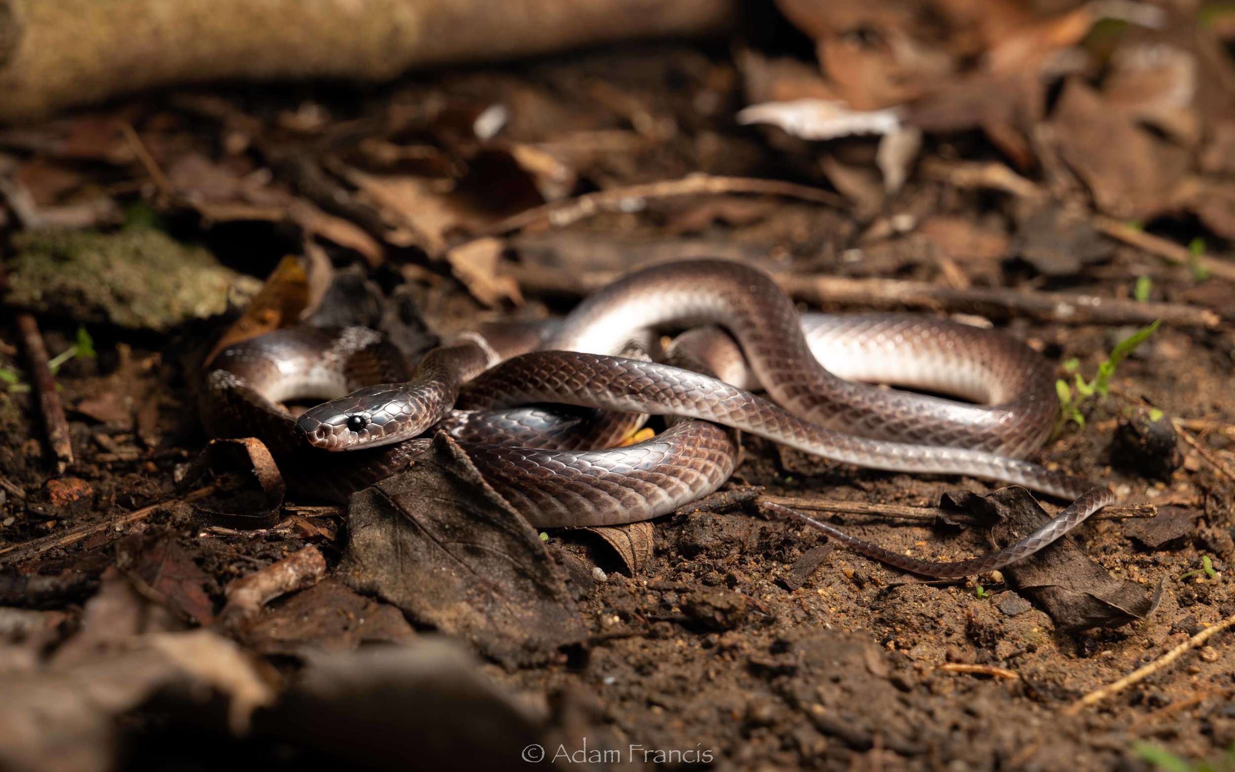 Banded Wolf Snake - Lycodon subcinctus